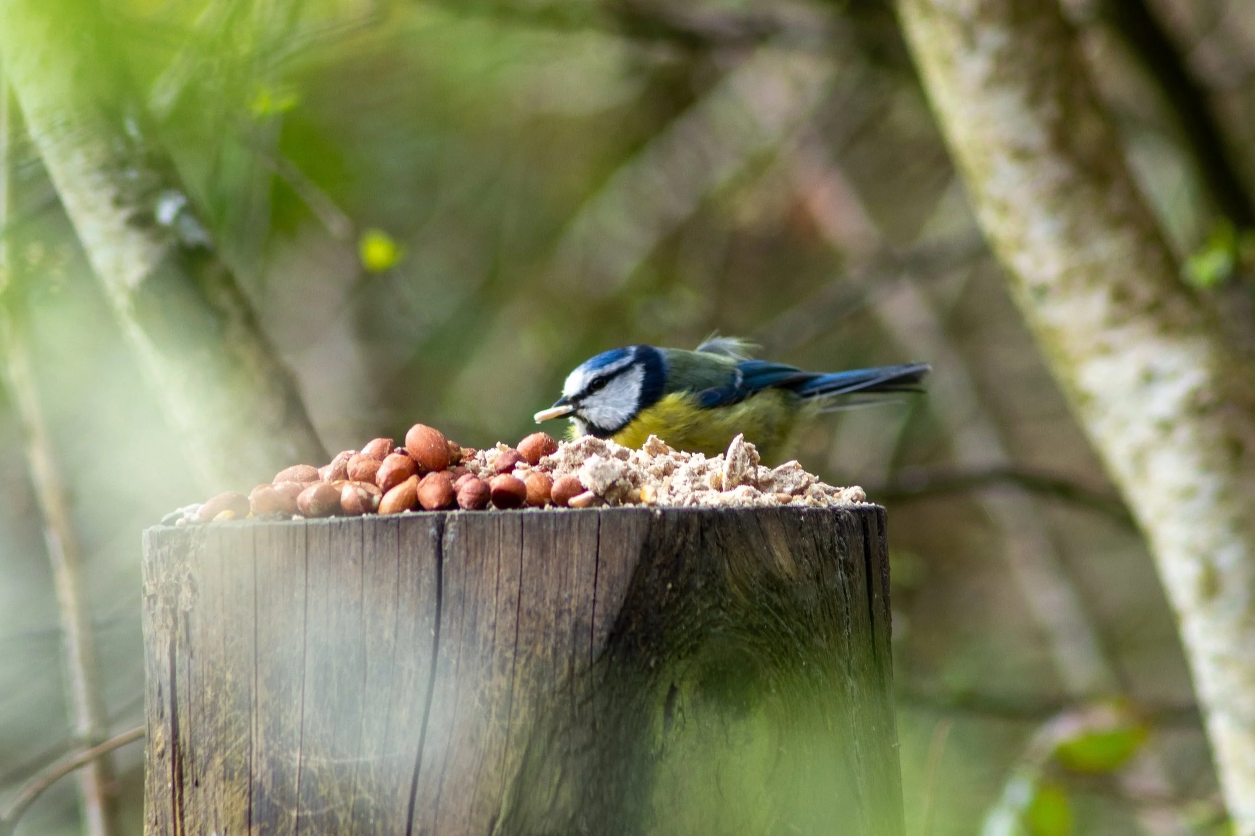 Celebrating the Joys of Spring Bird Watching — Peak Boxes