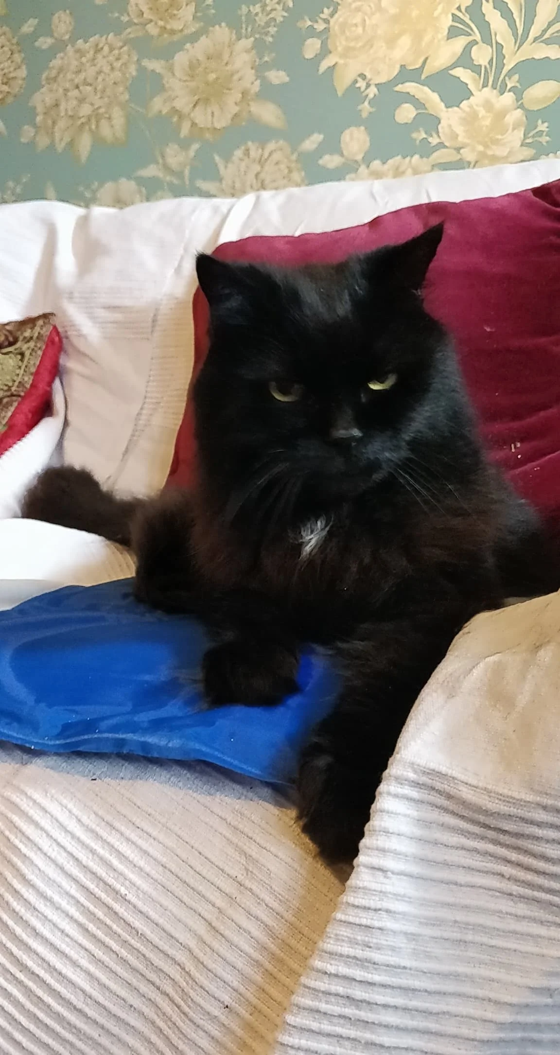 Cat sitters and Cat sitting London — Chatty Cats Care