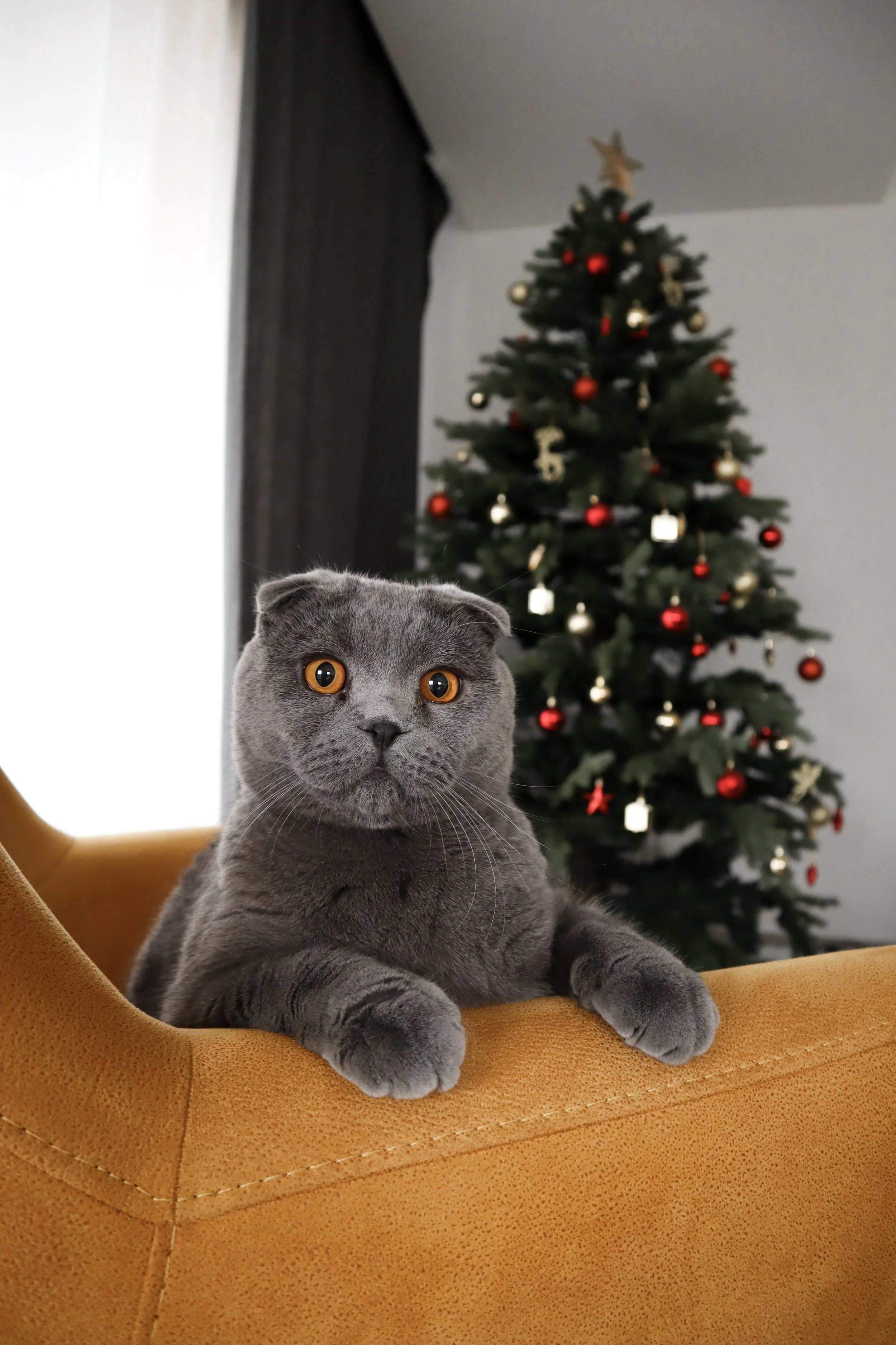 cat safe christmas tree