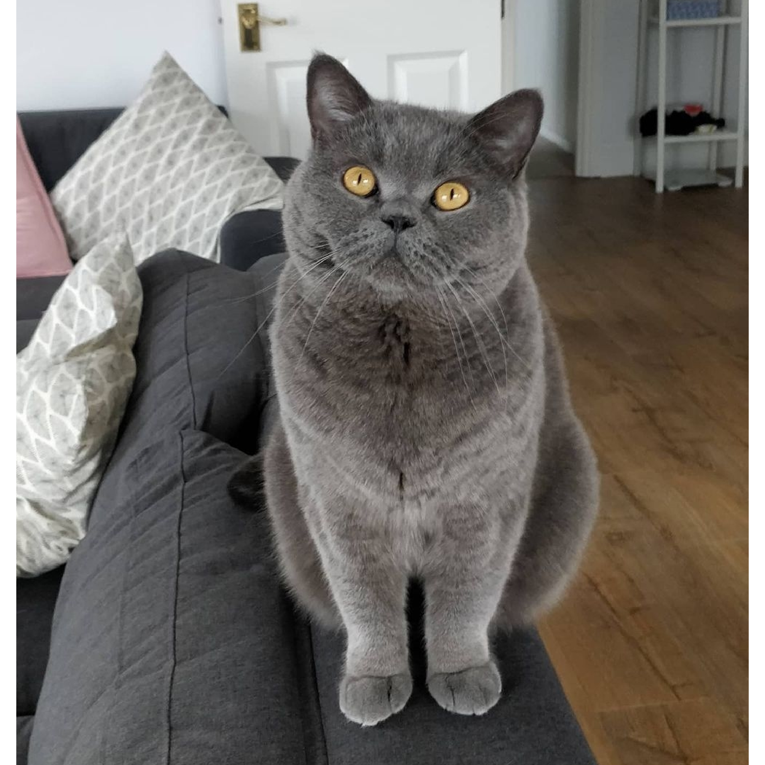 Professional Cat Sitter London Catteries near me Chatty Cats Care