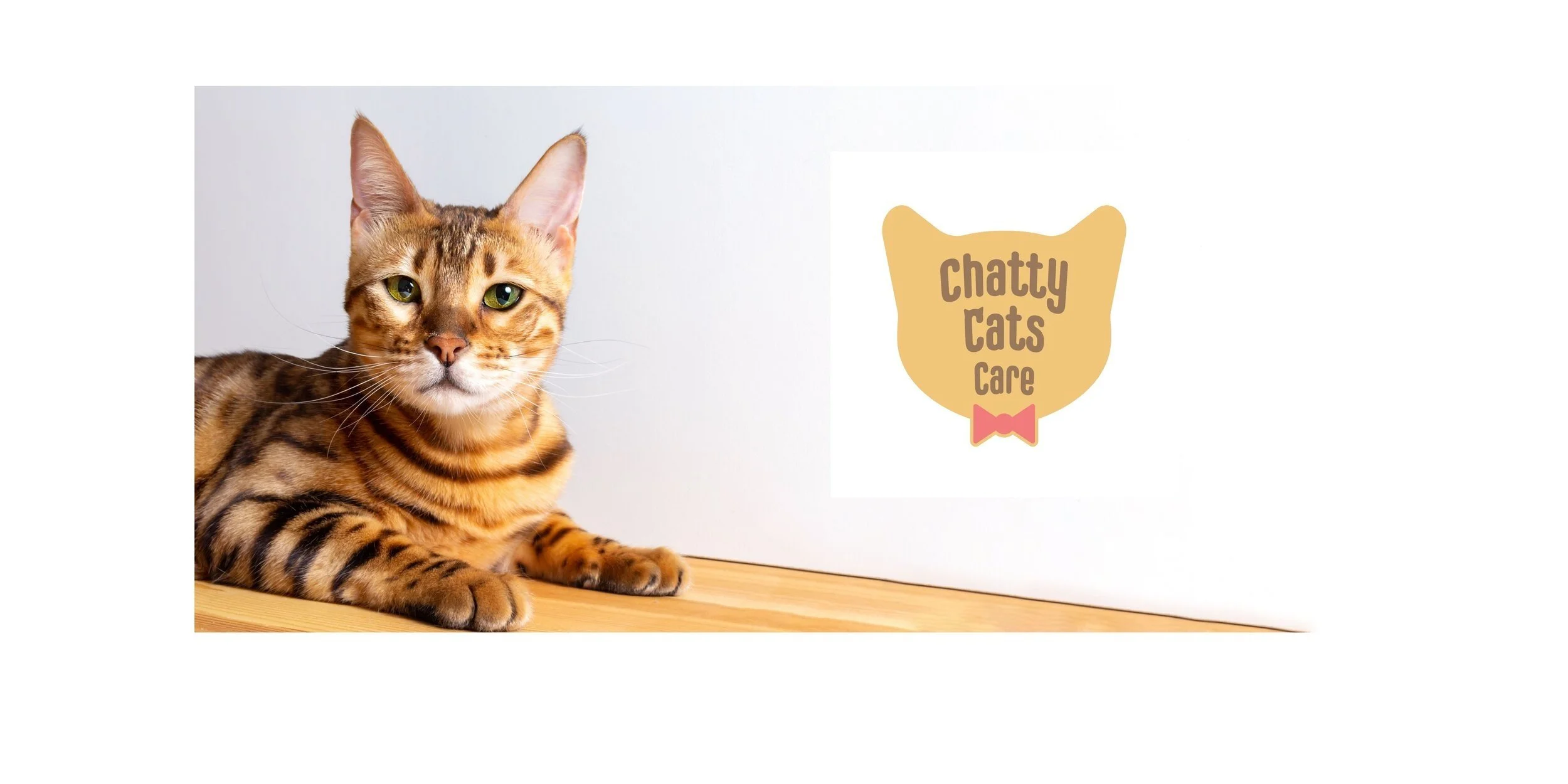 Professional Cat Sitter London Catteries near me Chatty Cats Care