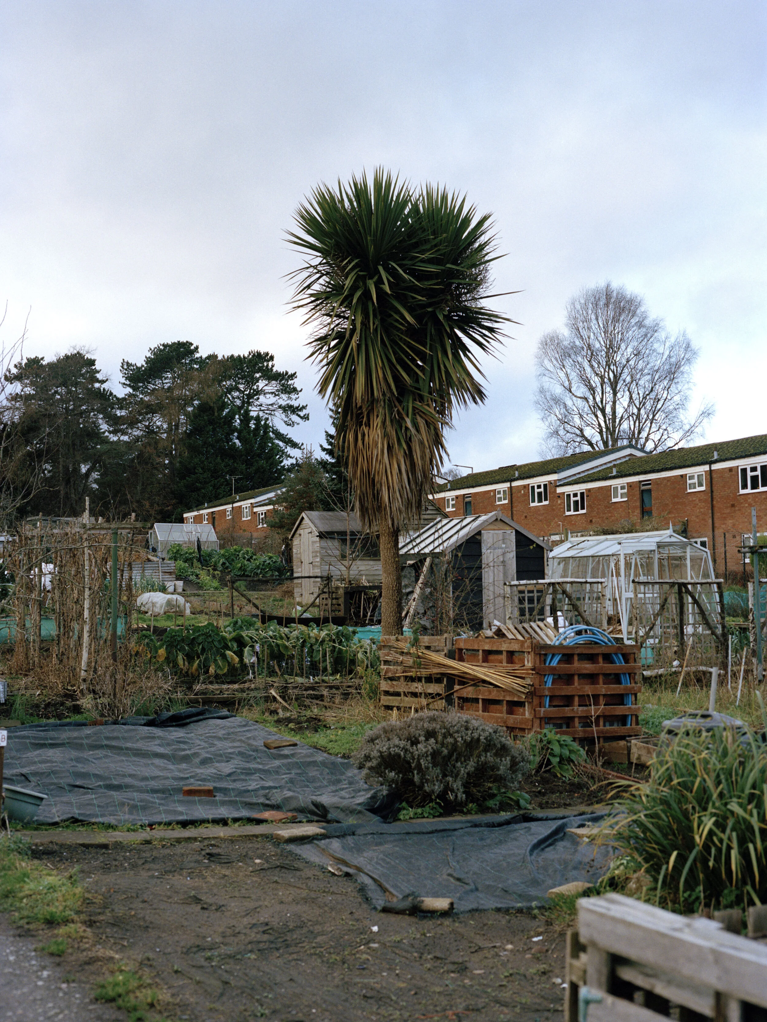 allotment 009.jpg