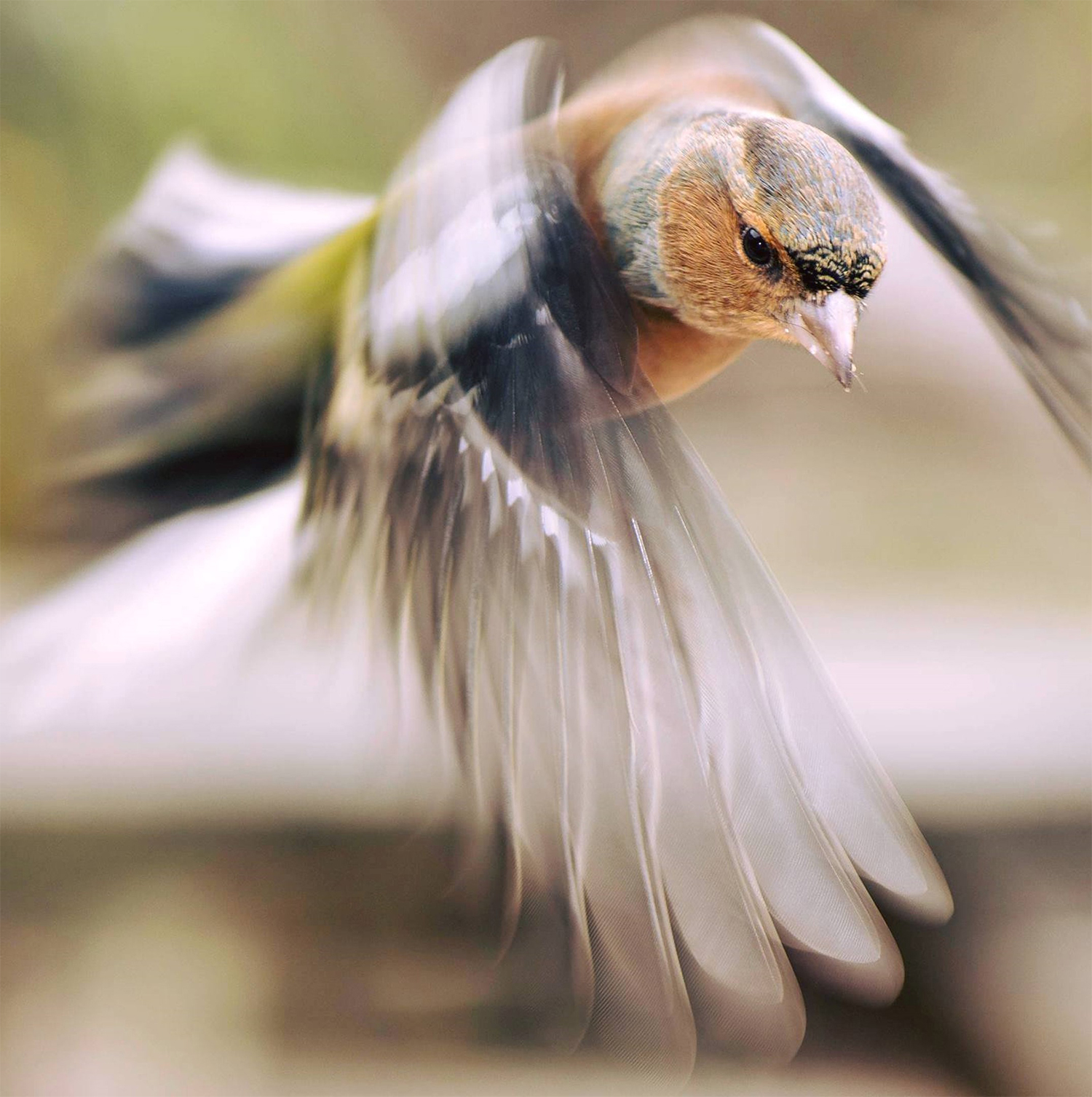 keith_jones_bird_small.jpg