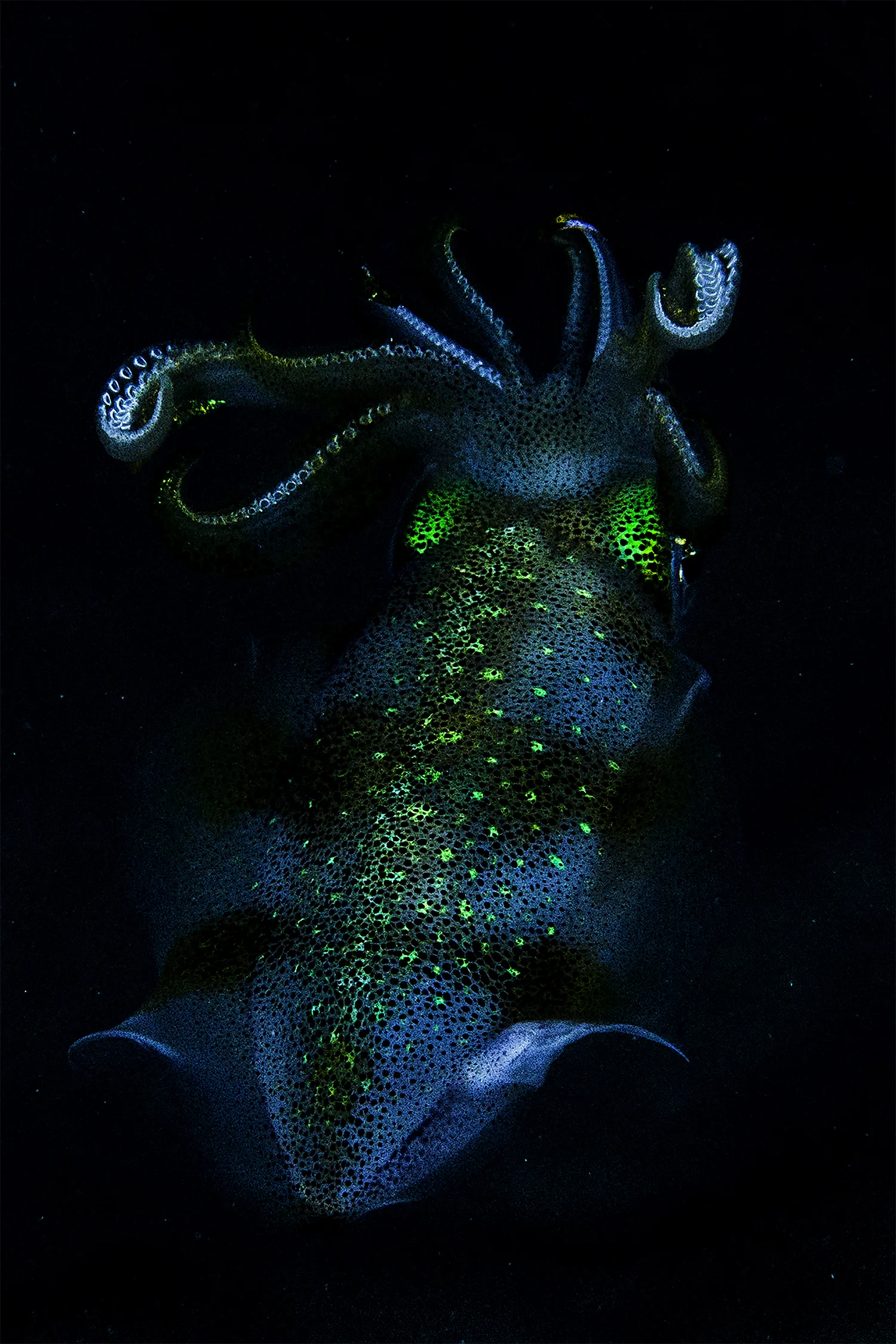 will_davidson_squid_small.jpg