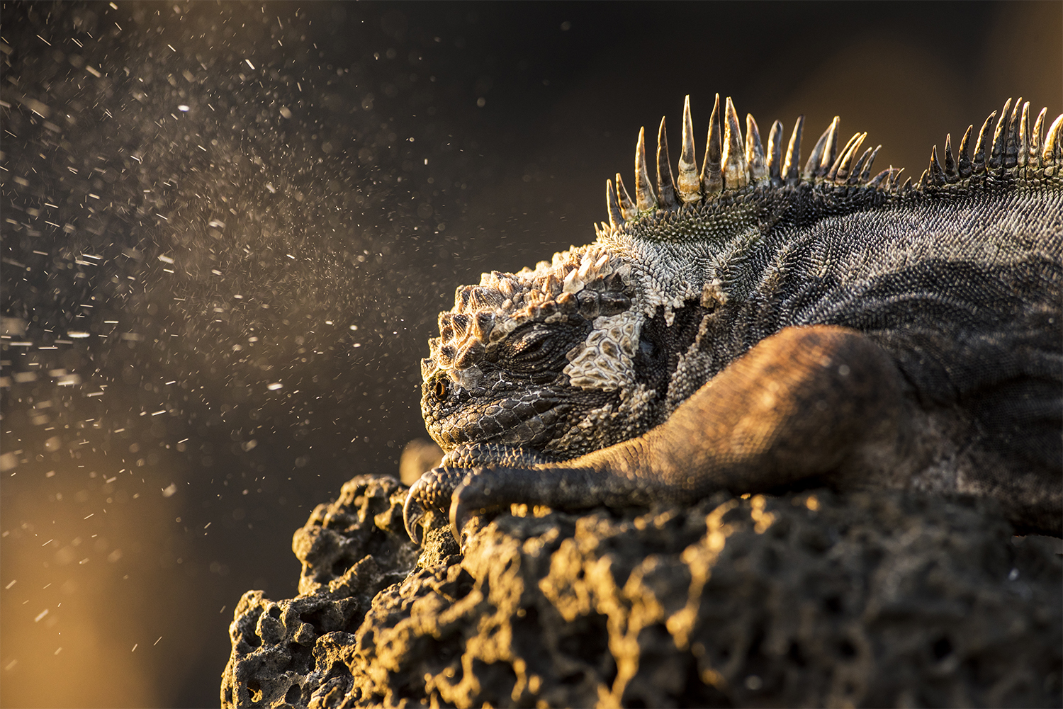 Joe Sullivan_ACHOO!_galapagos_small.jpg