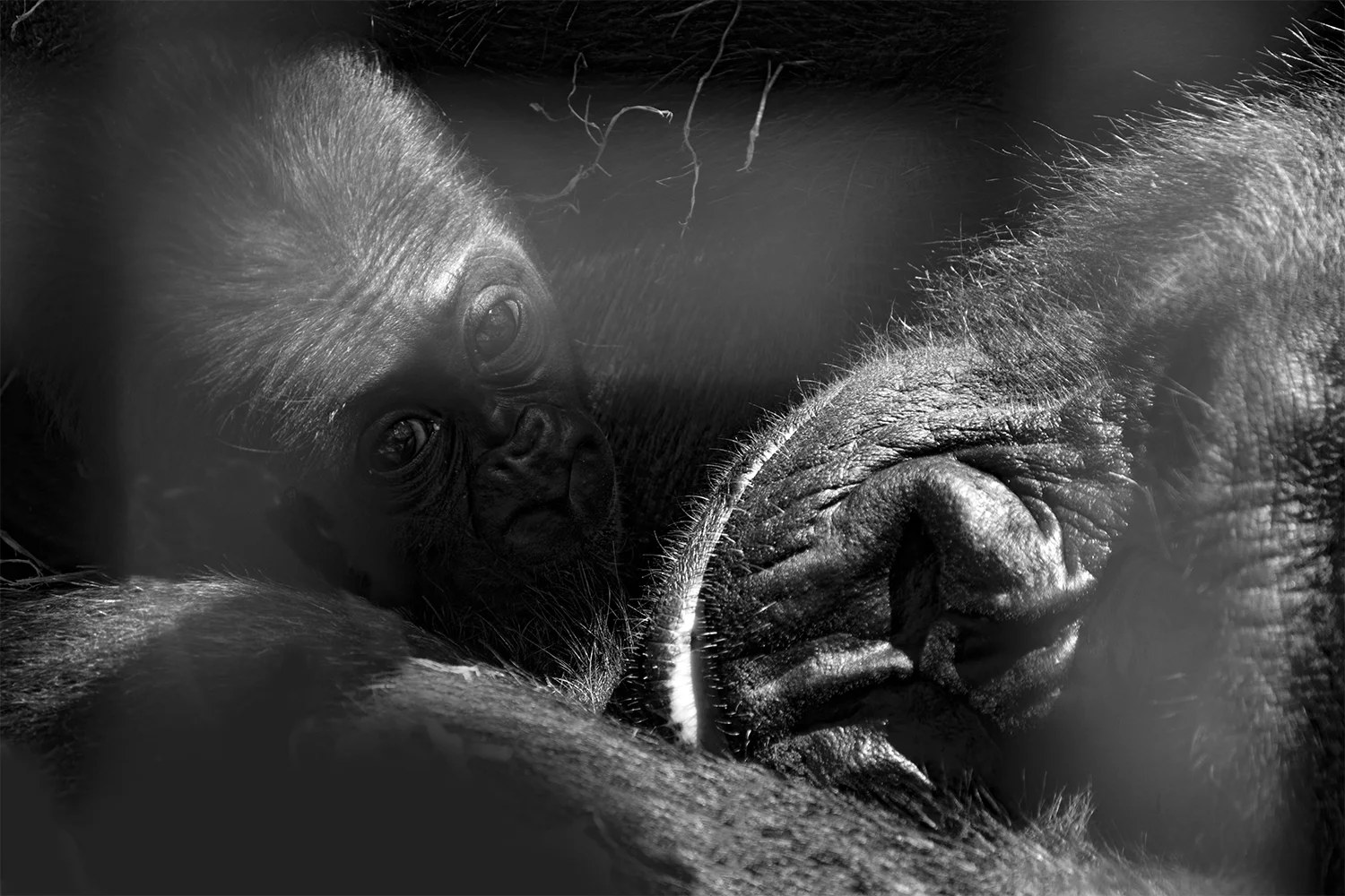 poppy_rampling_Gorilla 3_small.jpg