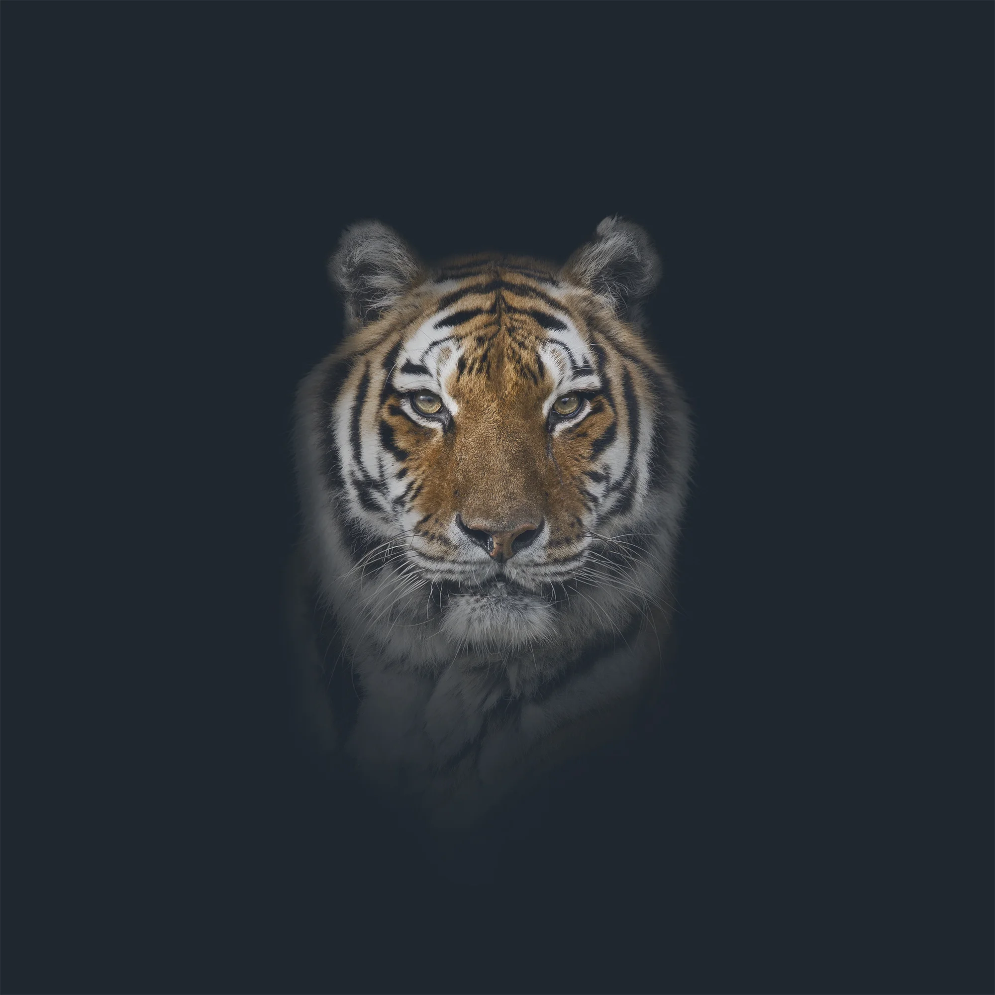 AE_Tiger.jpg