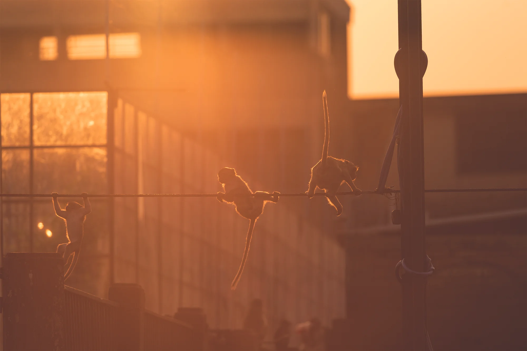 EV_Three on a wire.jpg