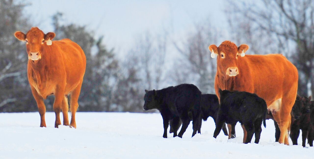 green hills farm