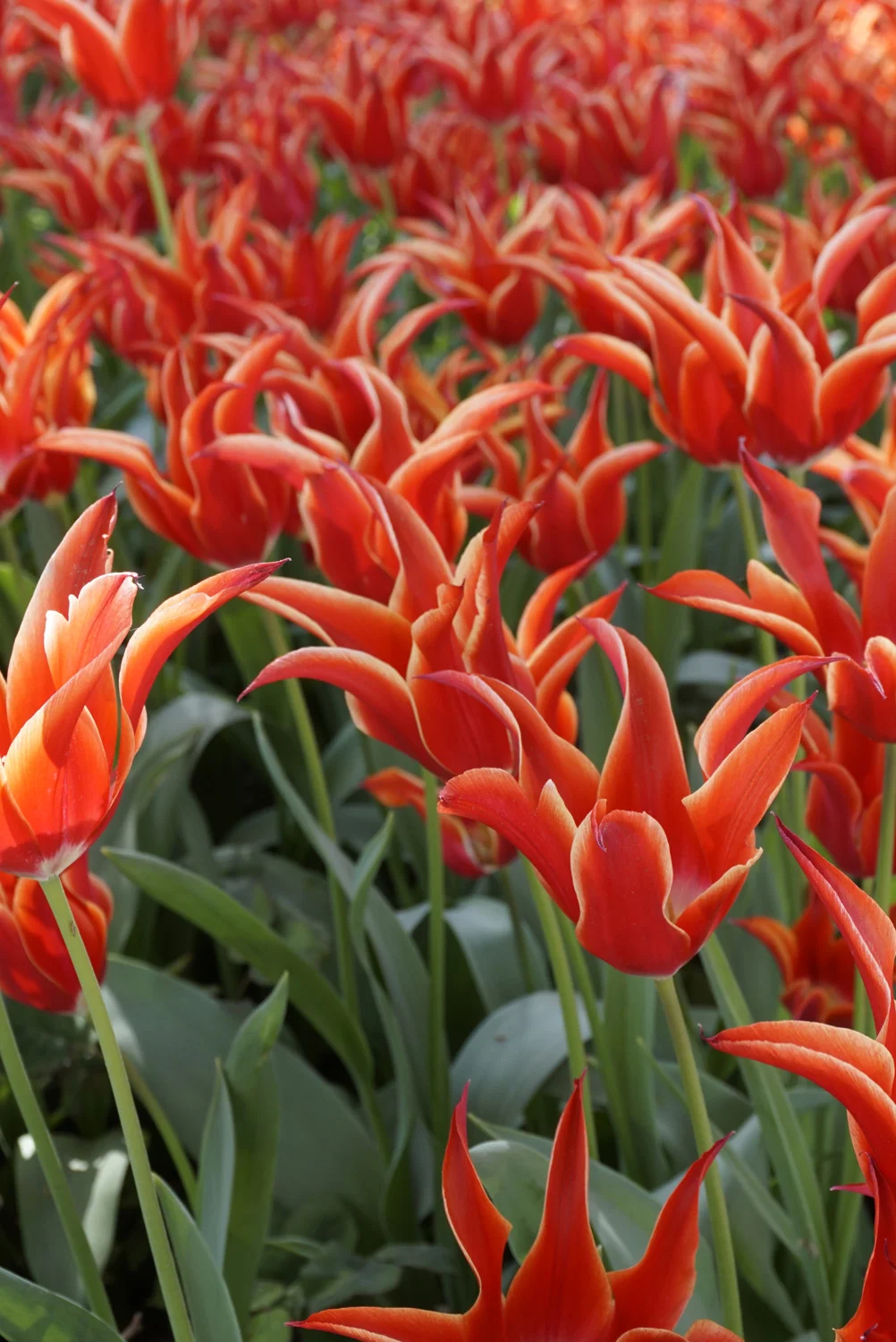 istanbul tulip.jpg
