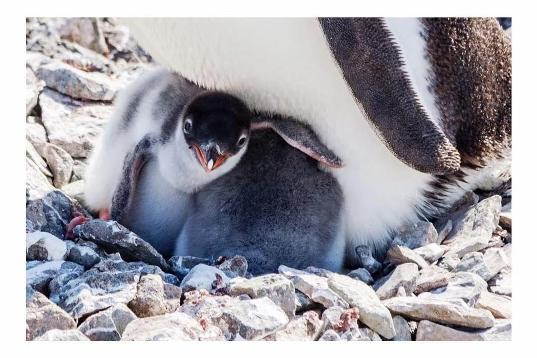 Antarctic+Peninsula+animals+-+Project+We+Travel.jpg