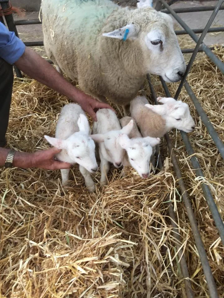 WOW, WE'VE HAD QUADS BORN!