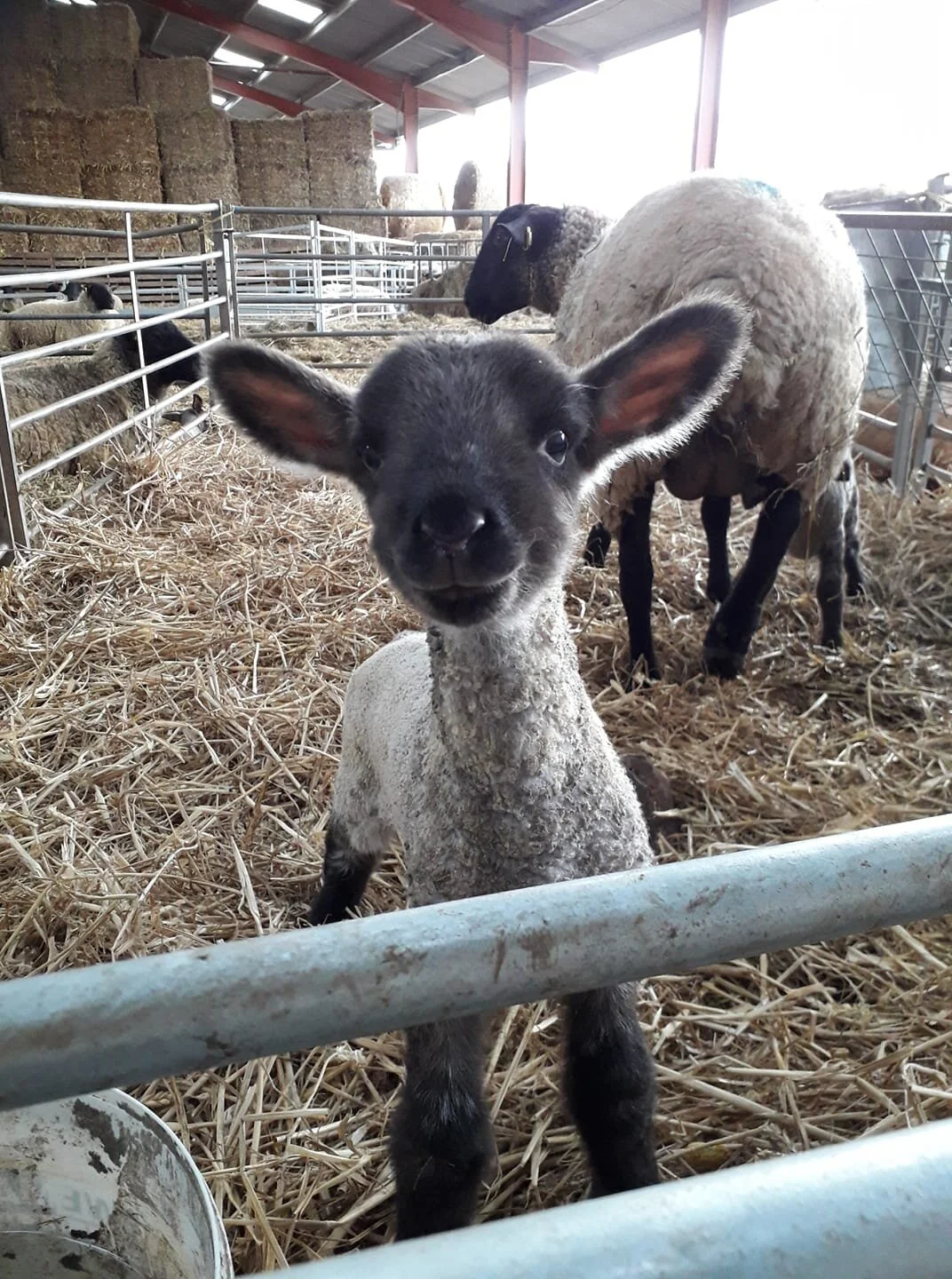 'Lambing Live' is now on!