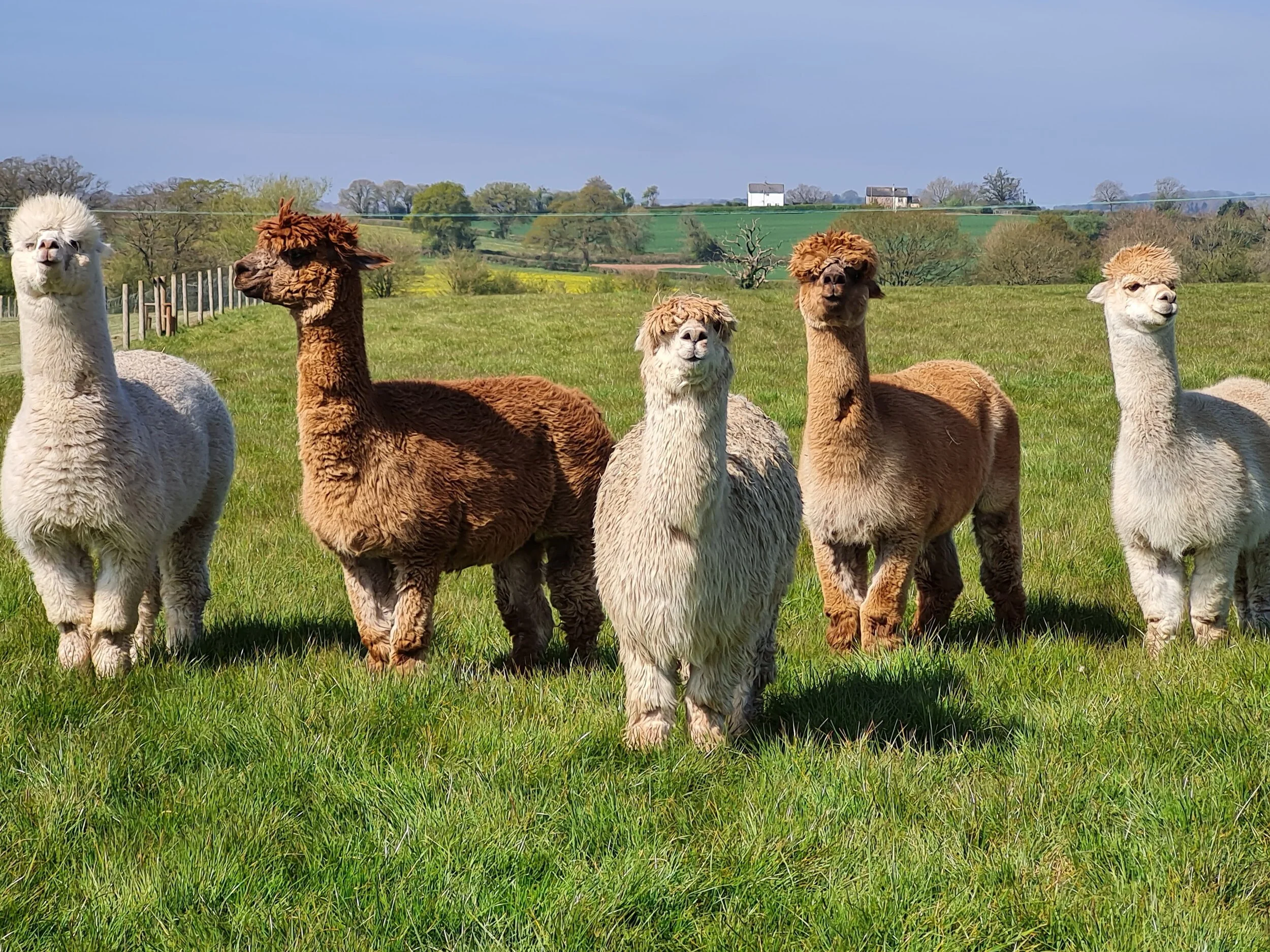 Come and see our new family of Adorable Alpacas!