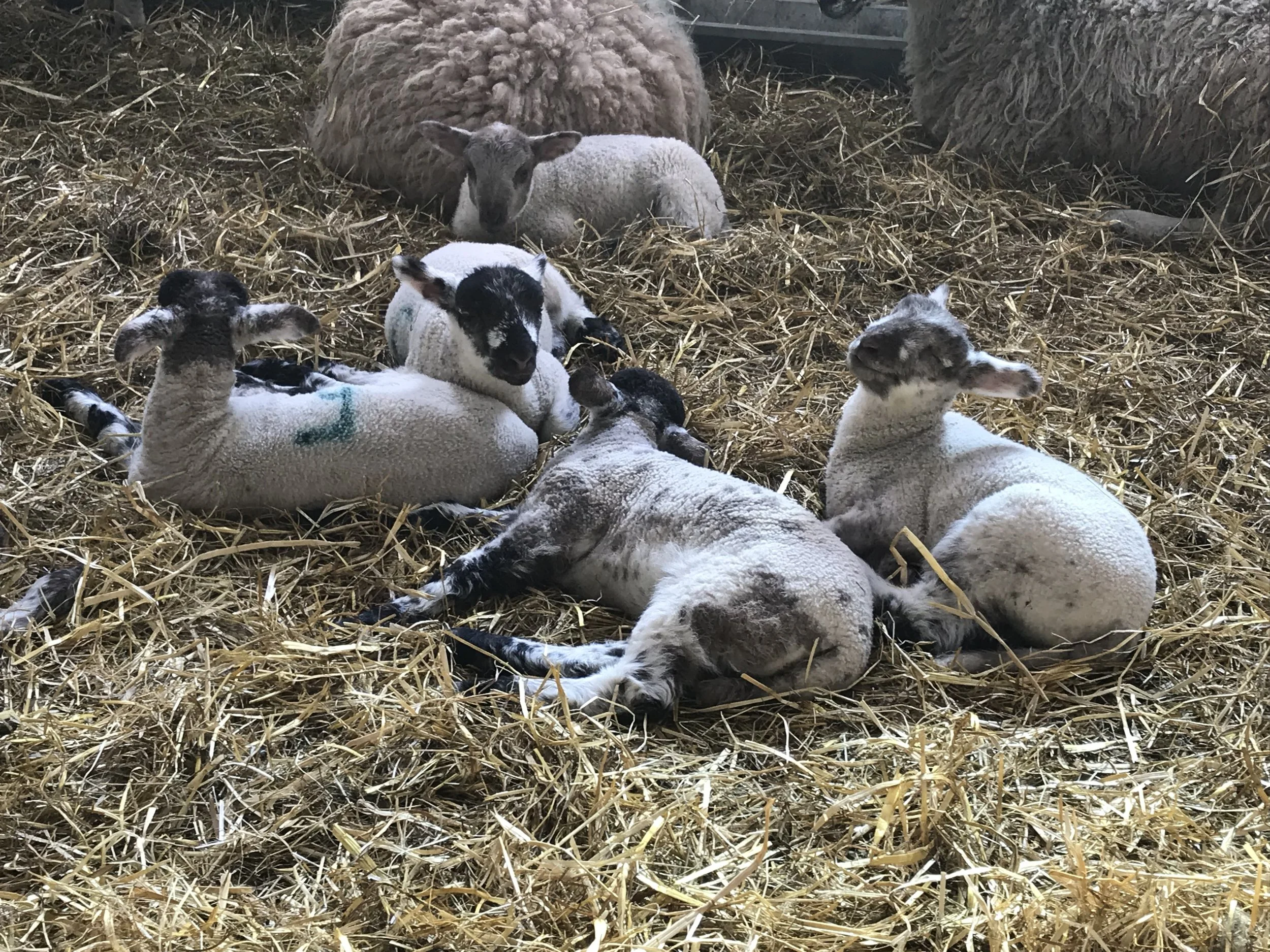 Lambing Live is here again!