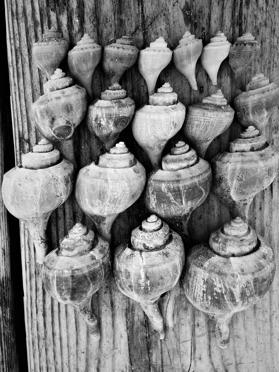 Roe K. Field - Shells #1