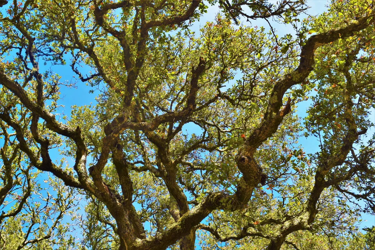 Roe K. Field - Tangled Tree