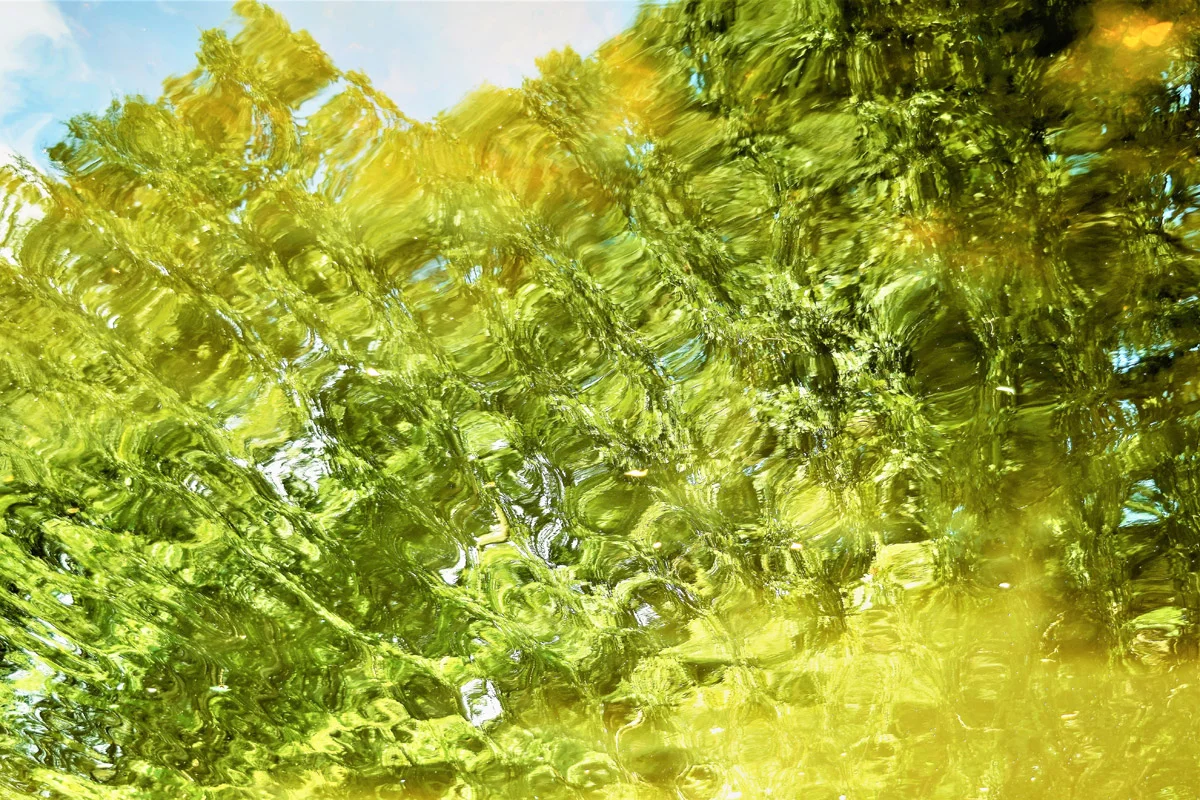 Roe K. Field - Reflection #2