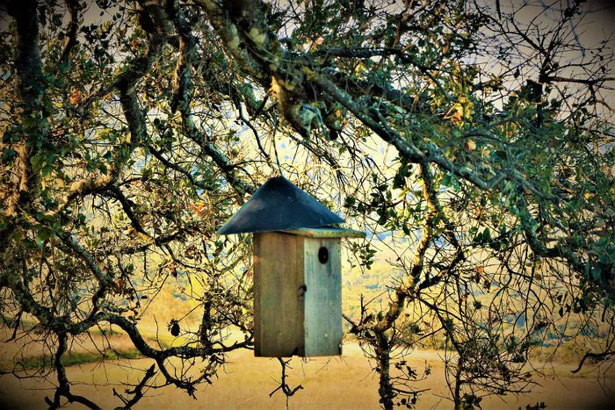 Bird Feeder