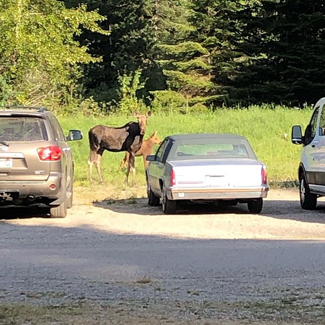 Last night a mama moose and her baby wandered through camp several times.
