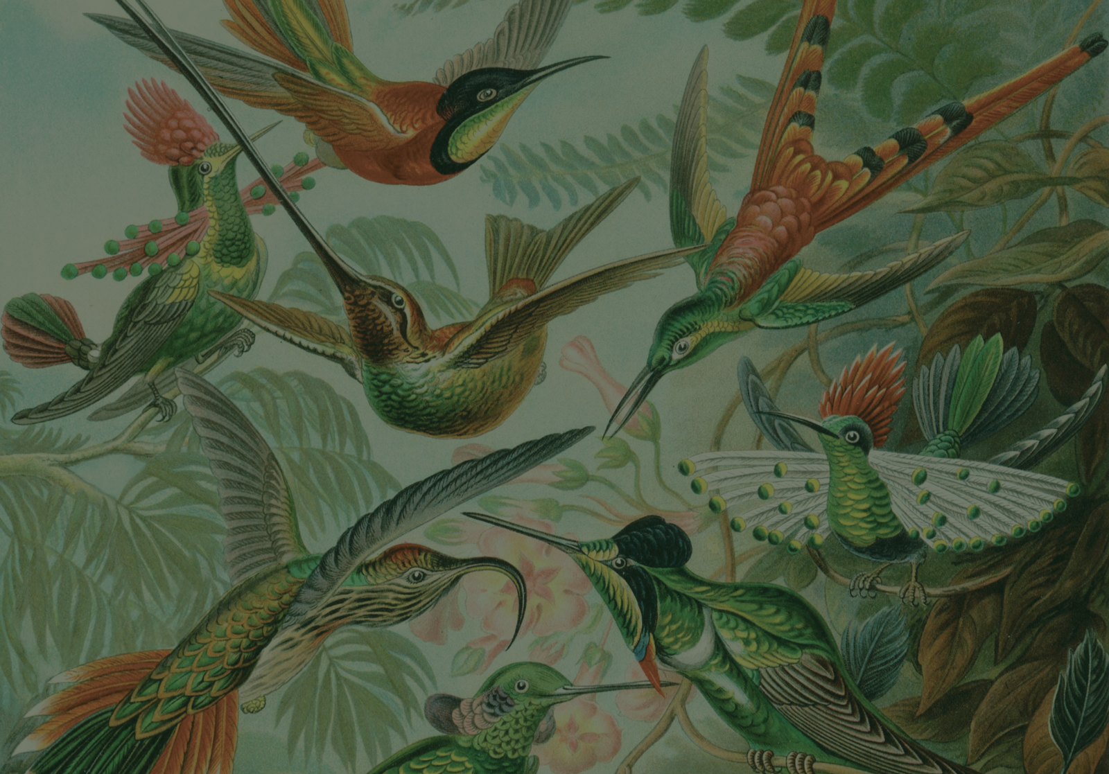 AVCV-haeckel-web-green_half.png