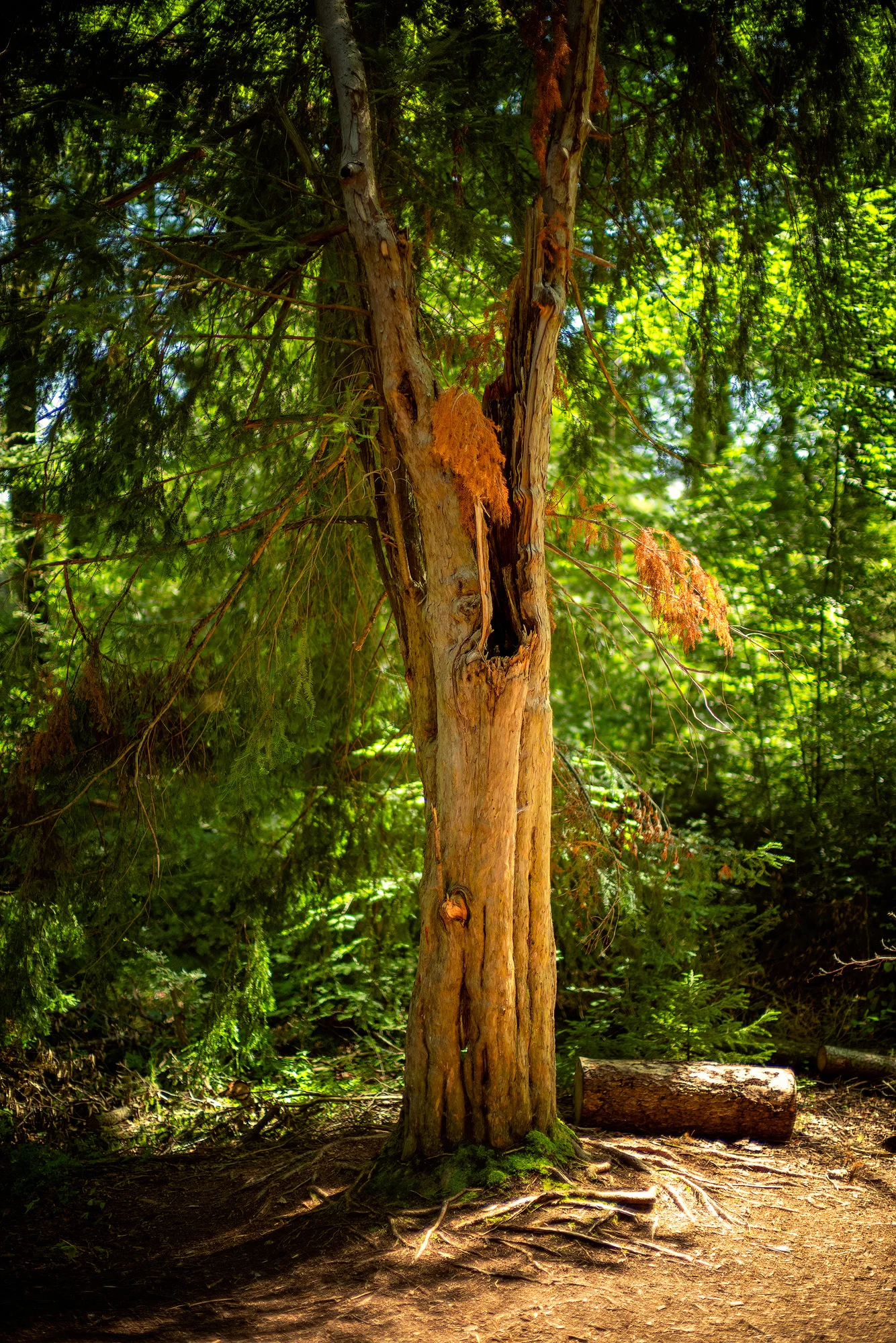  HERBST IM PATERZELLER EIBENWALD 