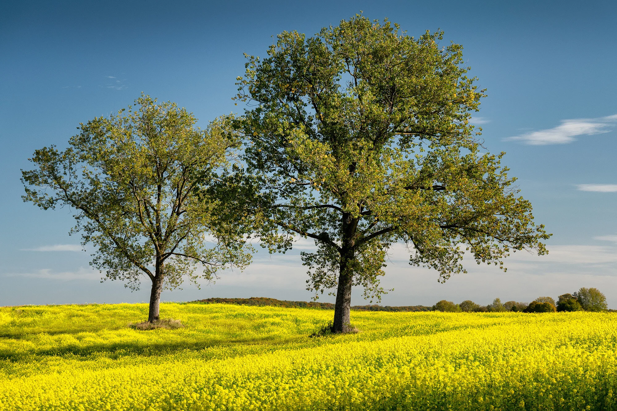  AUF DEN RAPSFELDER BEI HECHENDORF 