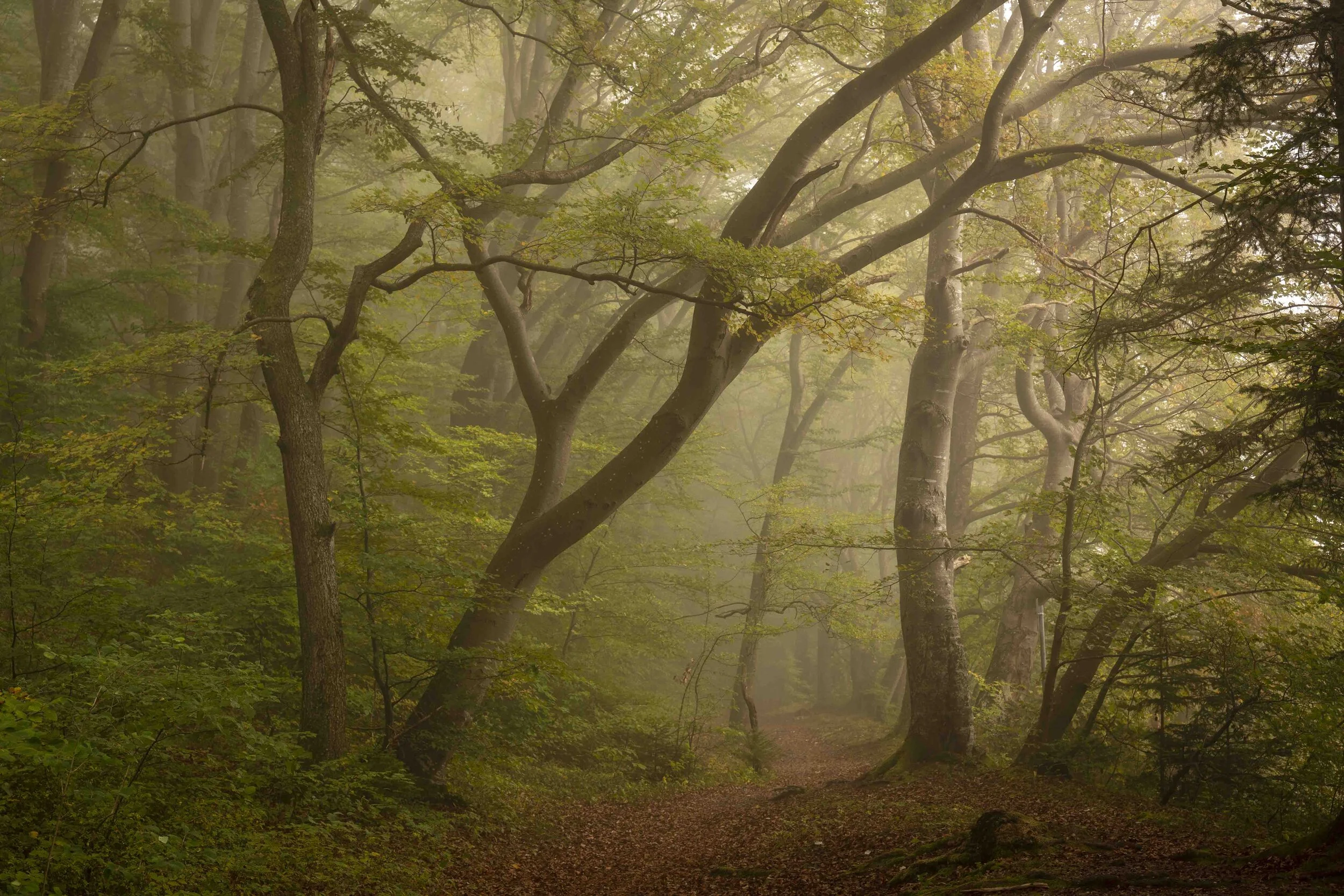 forrest fog.jpg