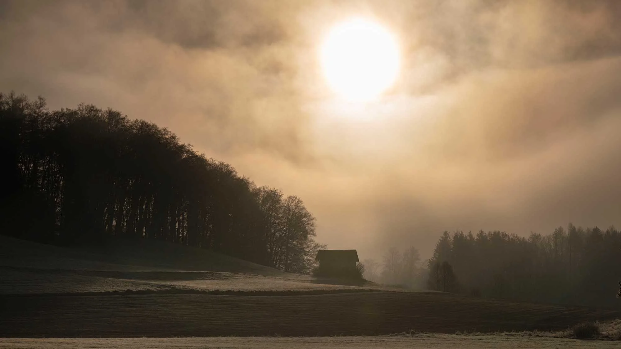  FRÜHMORGENS IM WALD BEI BREITBRUNN 