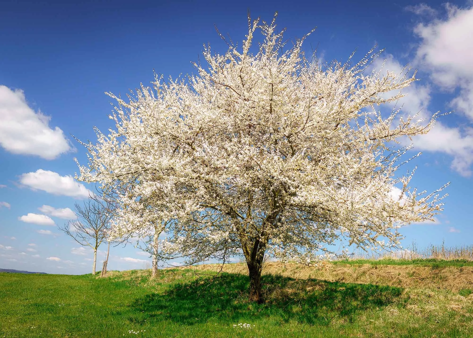  ZUR OSTERBLÜTE IN BREITBRUNN 