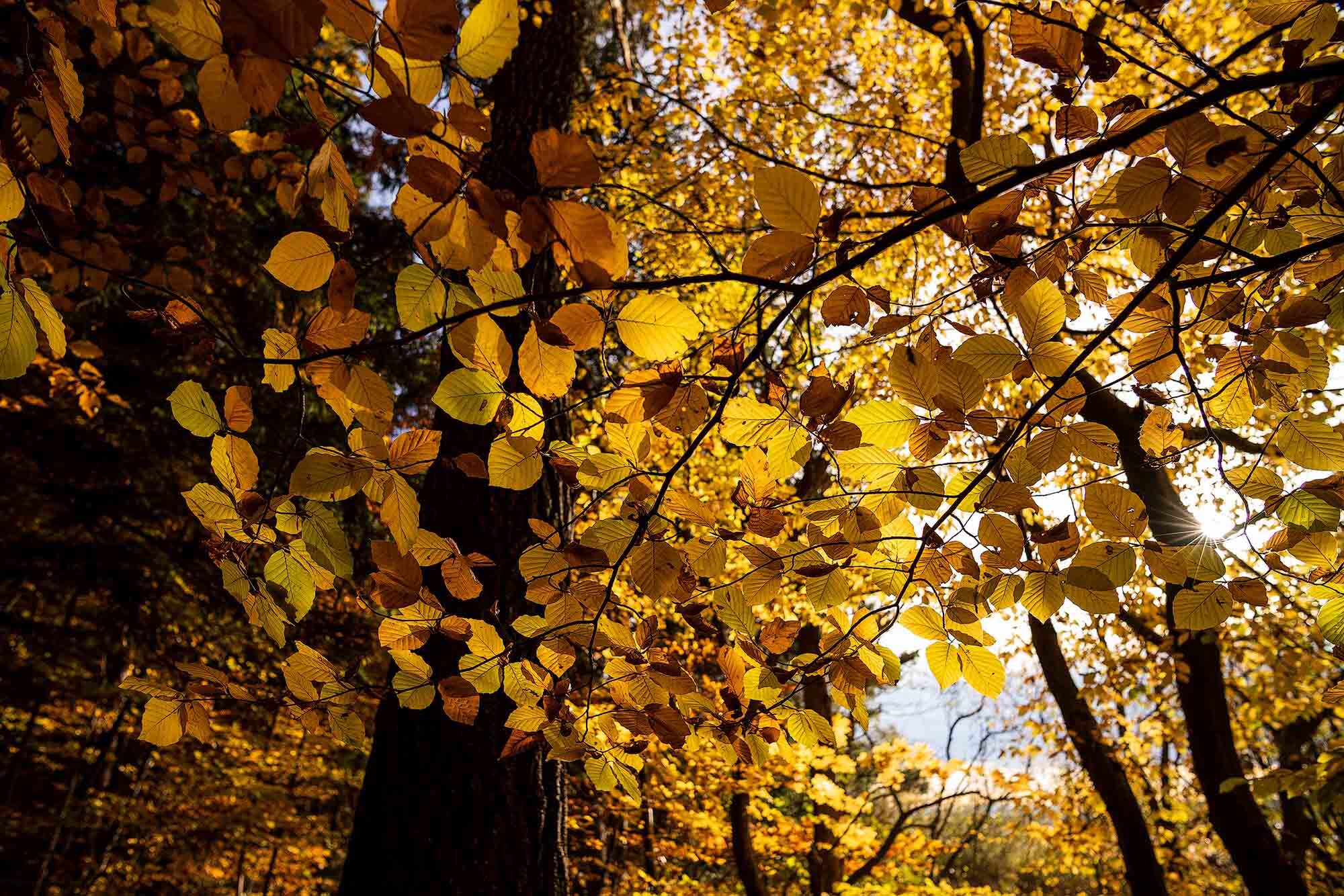  HERBSTFARBEN, BREITBRUNN 