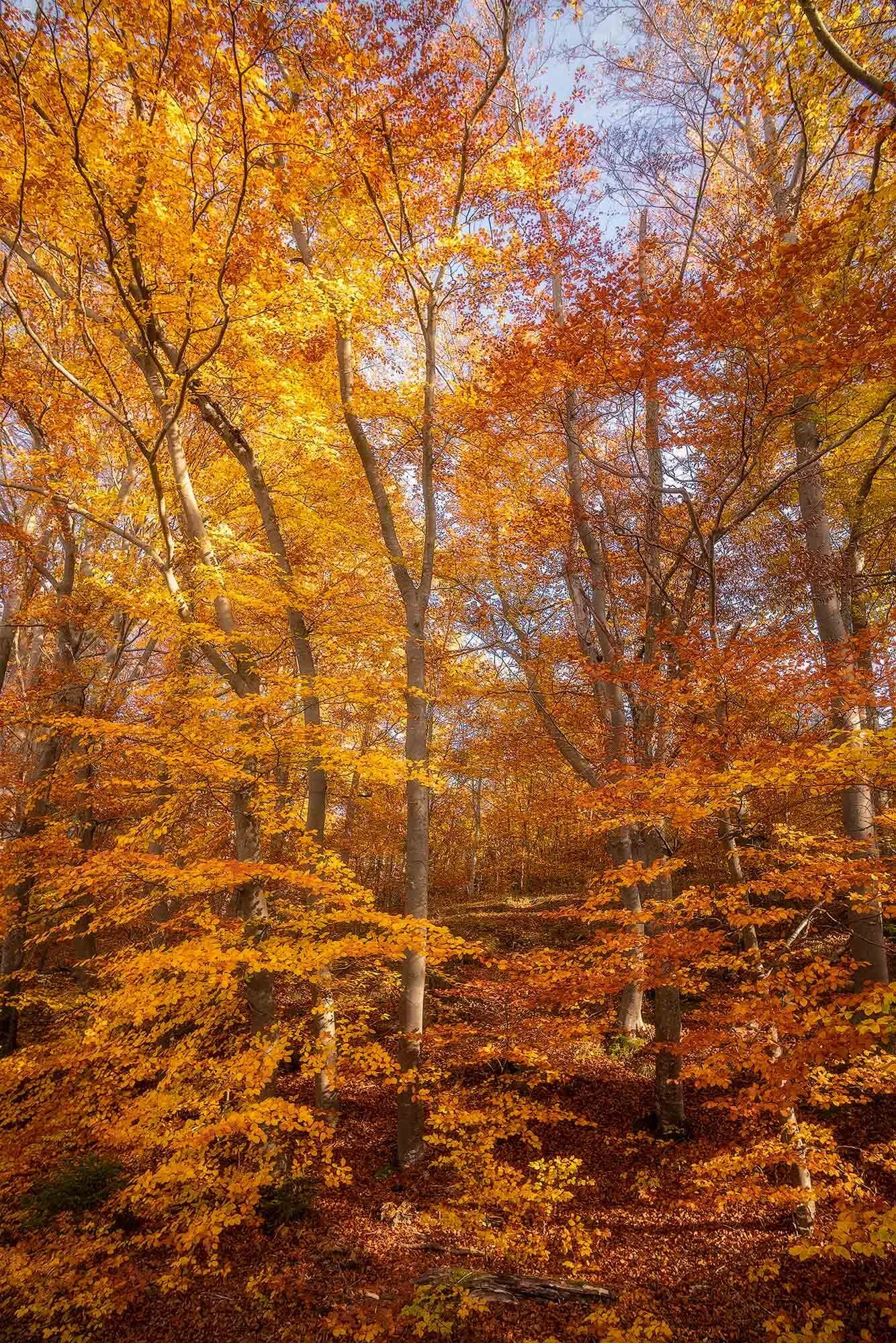  SPÄTHERBST AM SEE, BREITBRUNN 