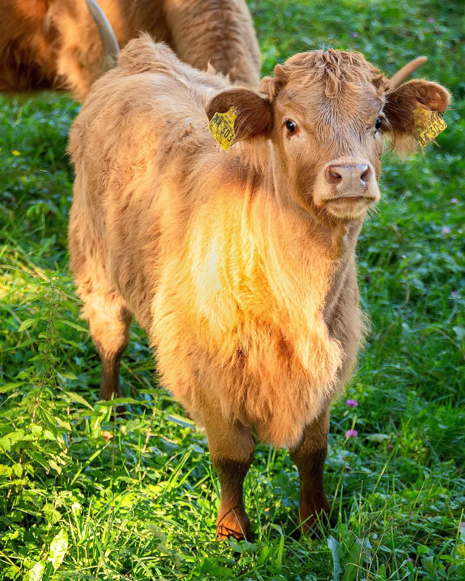  IM AUBACHTAL 