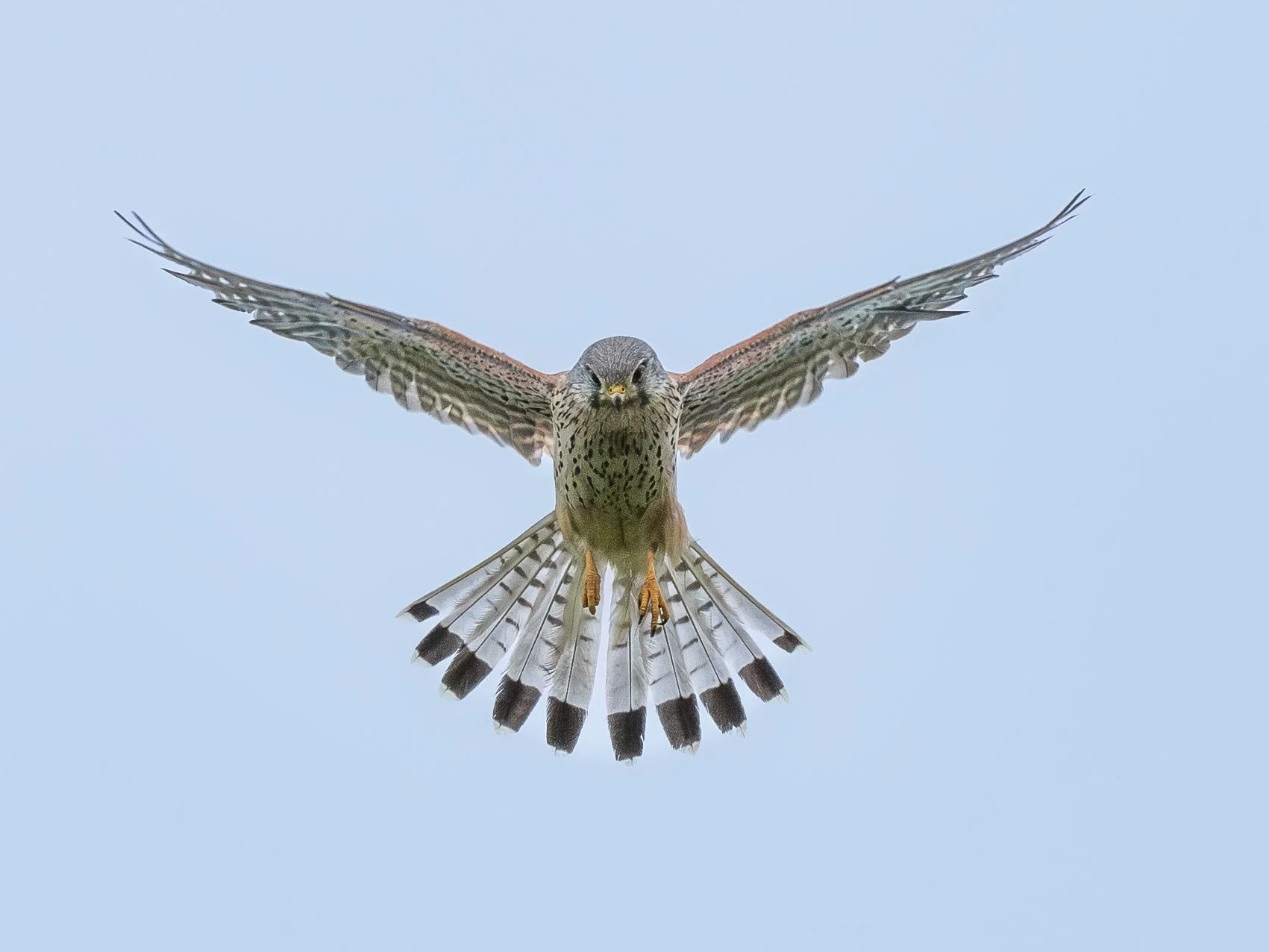  TURMFALKE AM KÖNIGSBERG 
