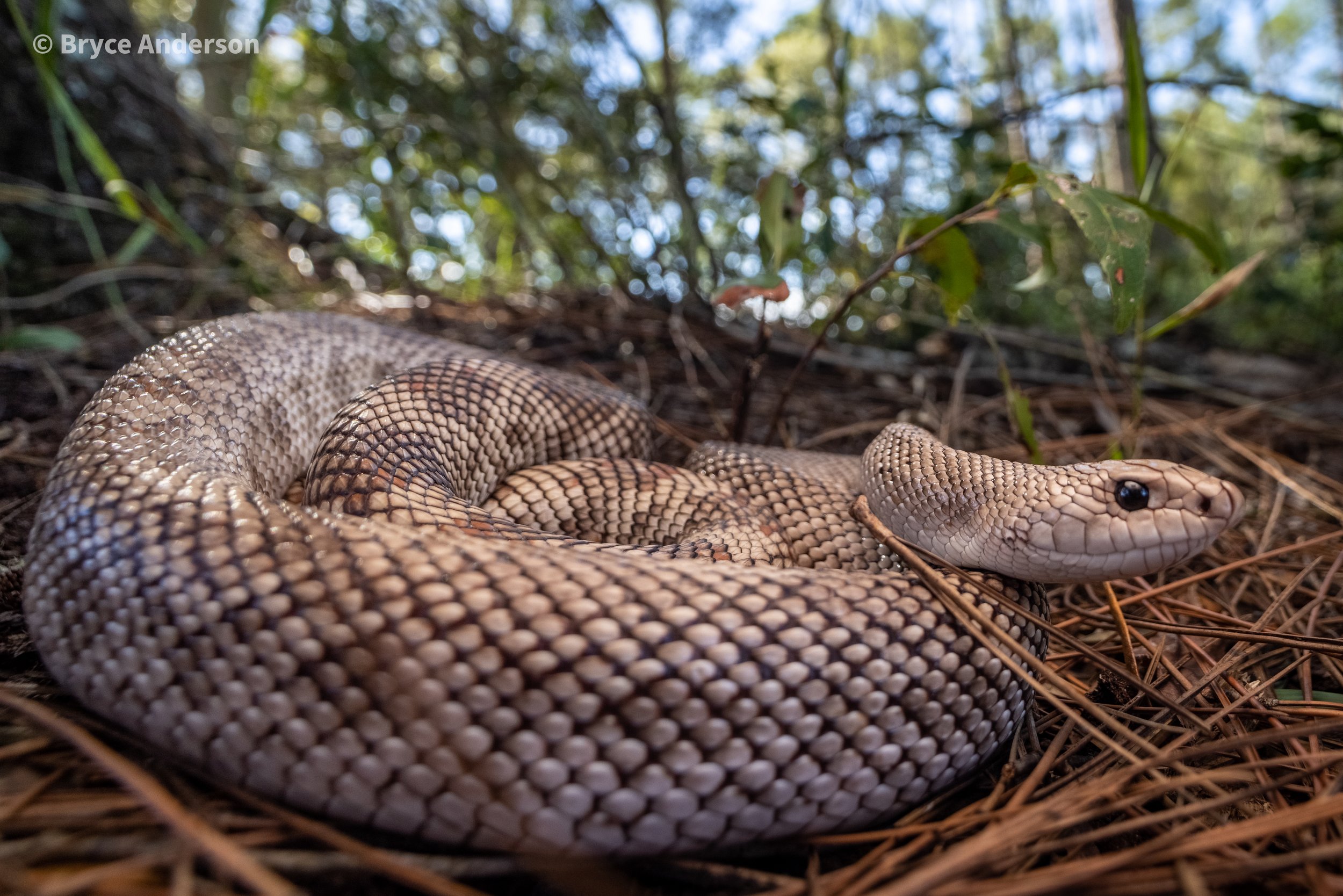 Florida pine snake (Pituophis melanoleucus mugitus).jpg