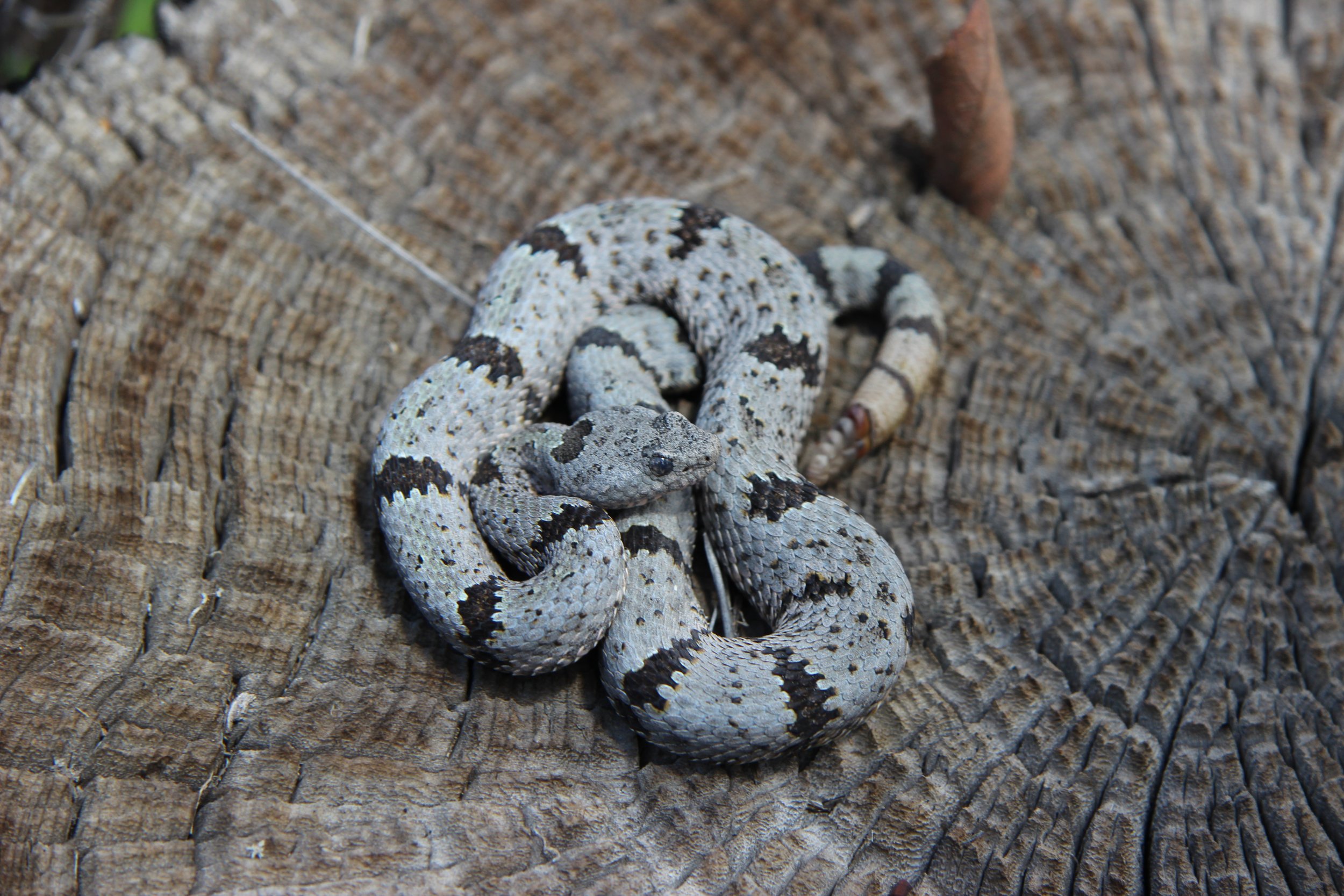 Banded rock rattlesnake (Crotalus lepidus klauberi).JPG