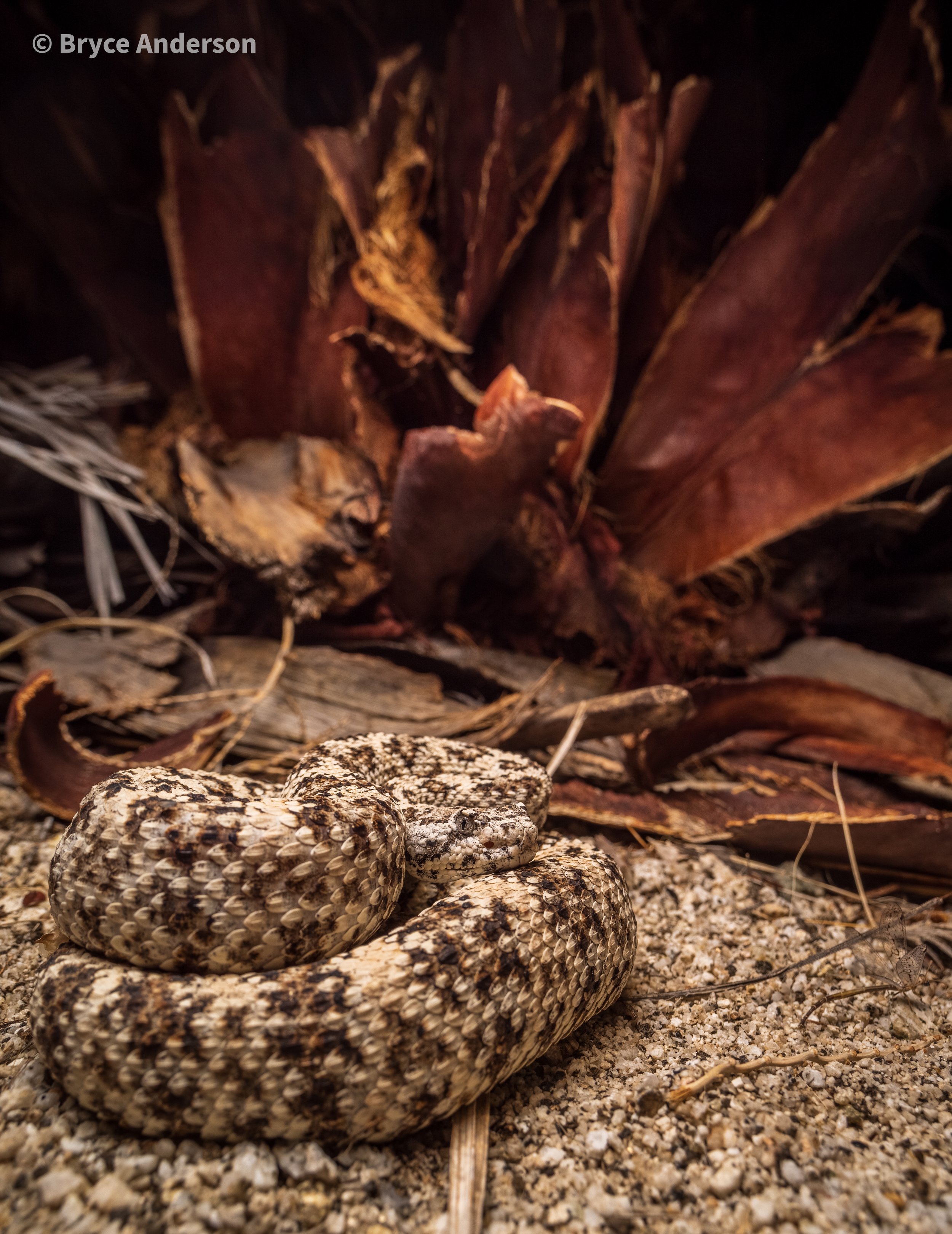 Southwestern speckled rattlesnake (Crotalus pyrrhus).jpg