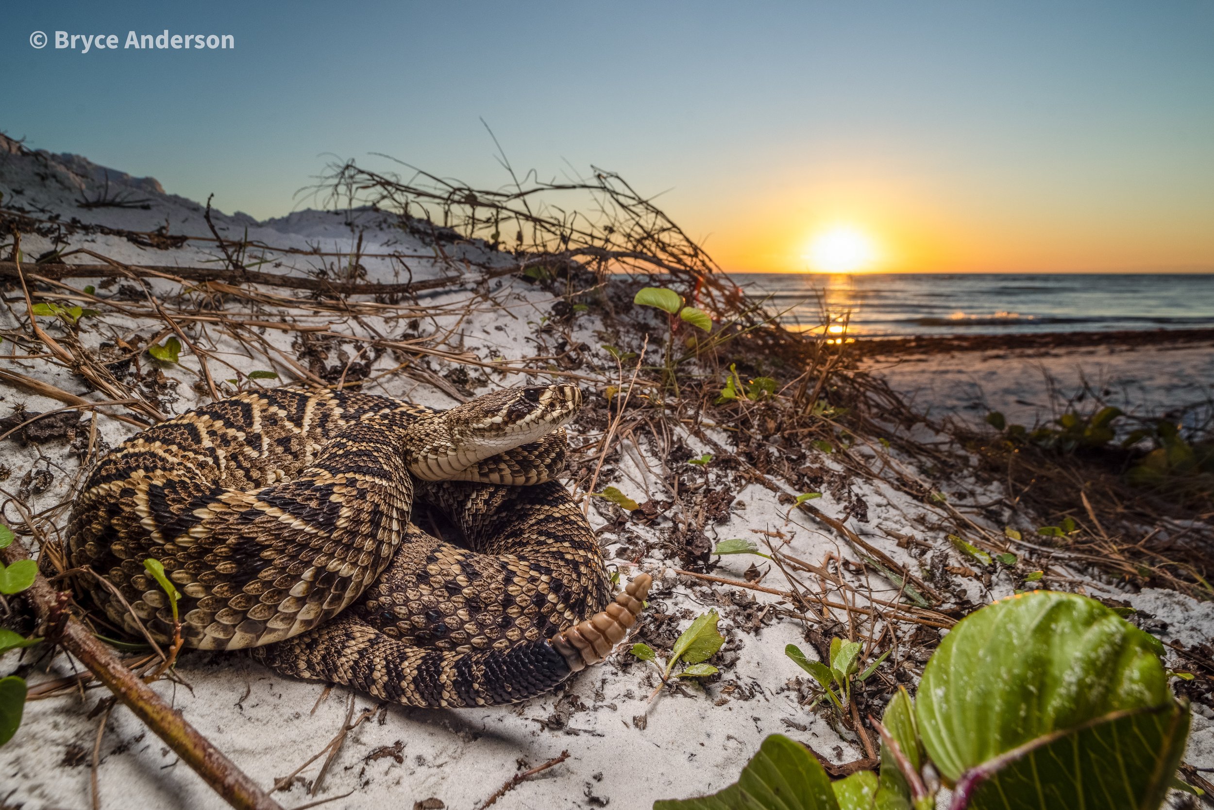 Eastern Diamondback Rattlesnake