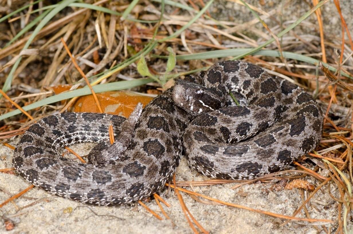 Dusky Pygmy Rattlesnake.JPG