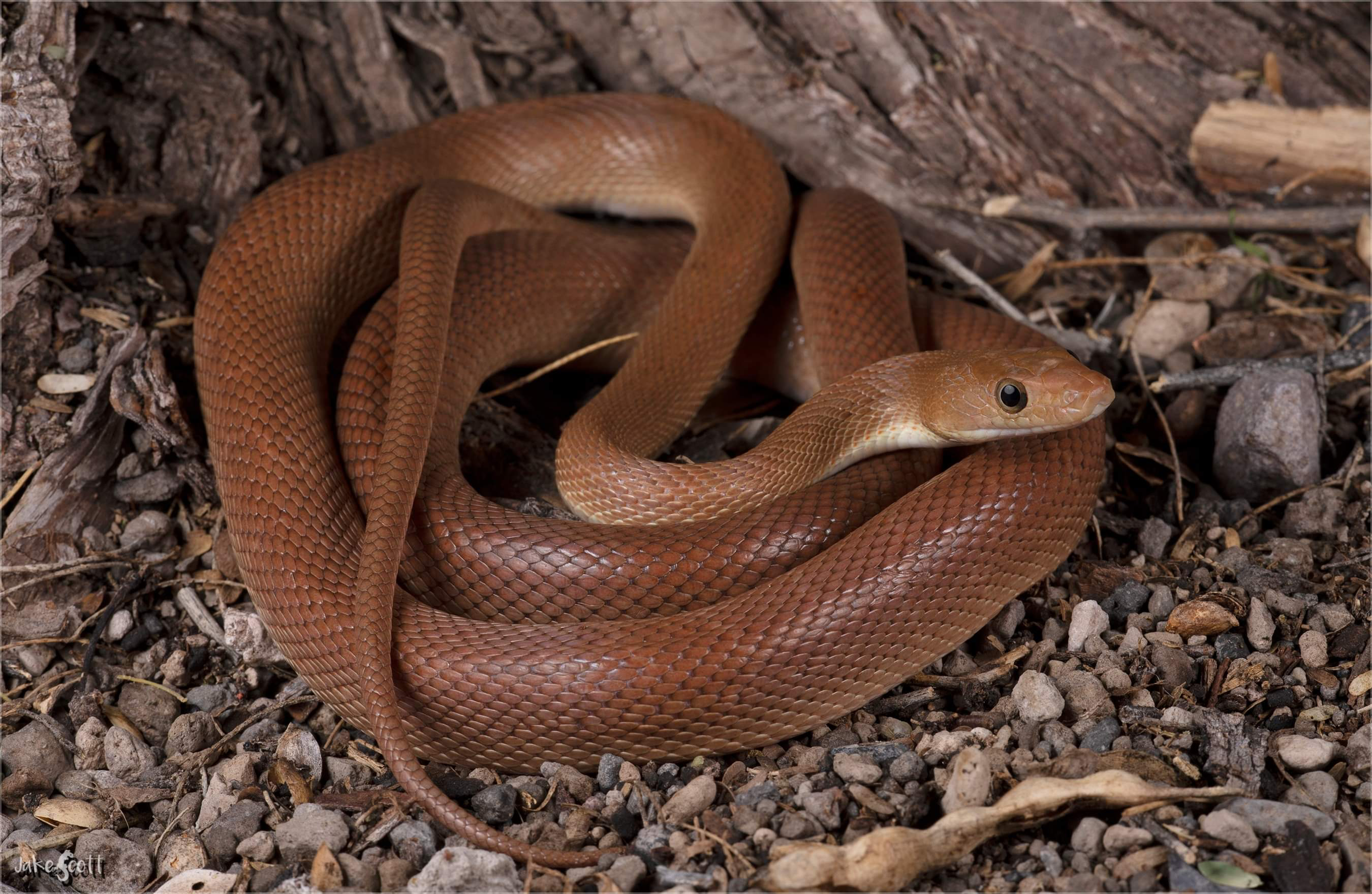 Baja California Ratsnake.png