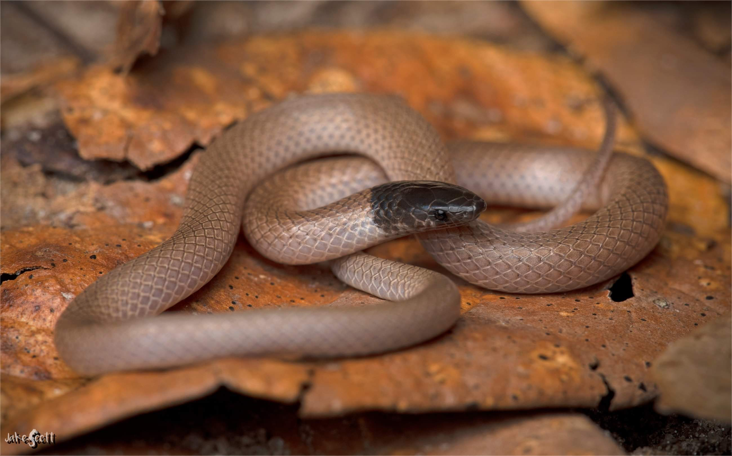 Central Florida Crowned Snake.png