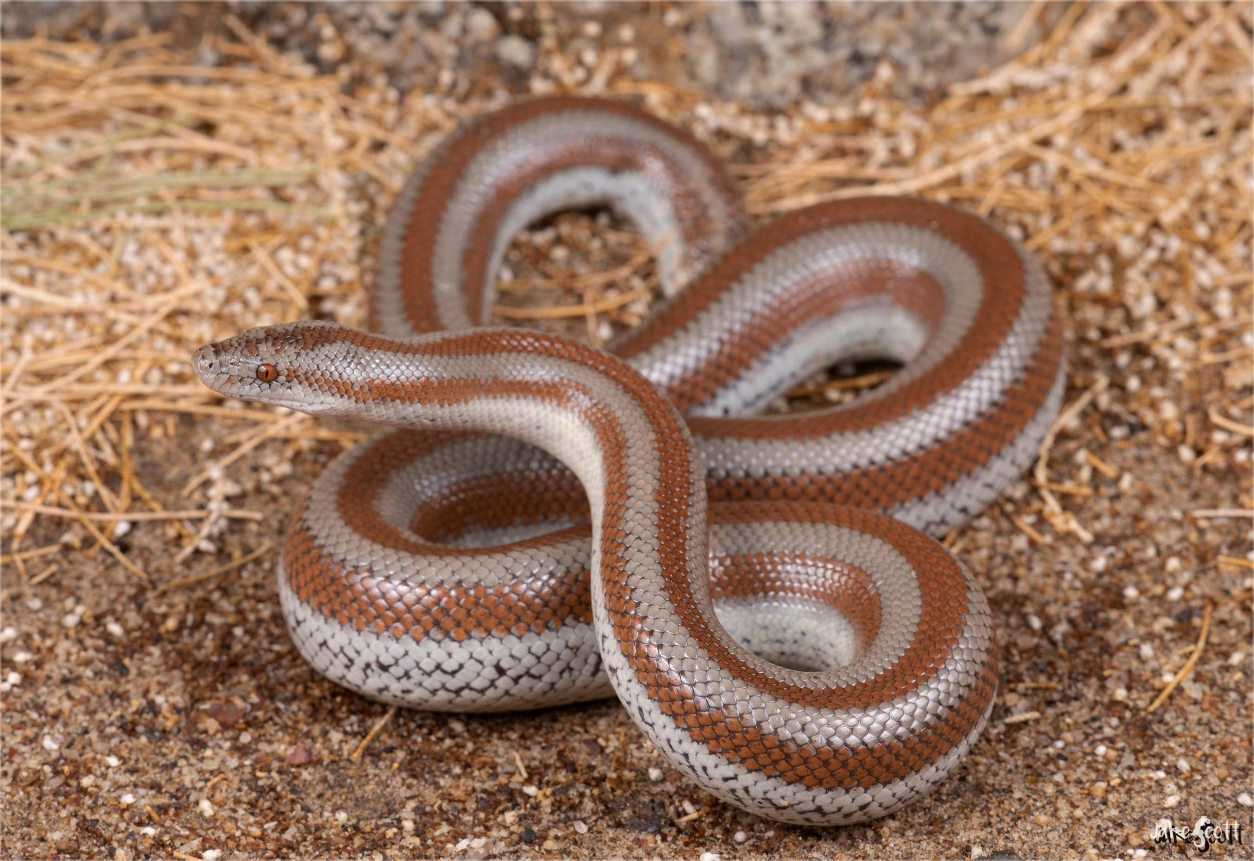 Mexican Rosy Boa.png