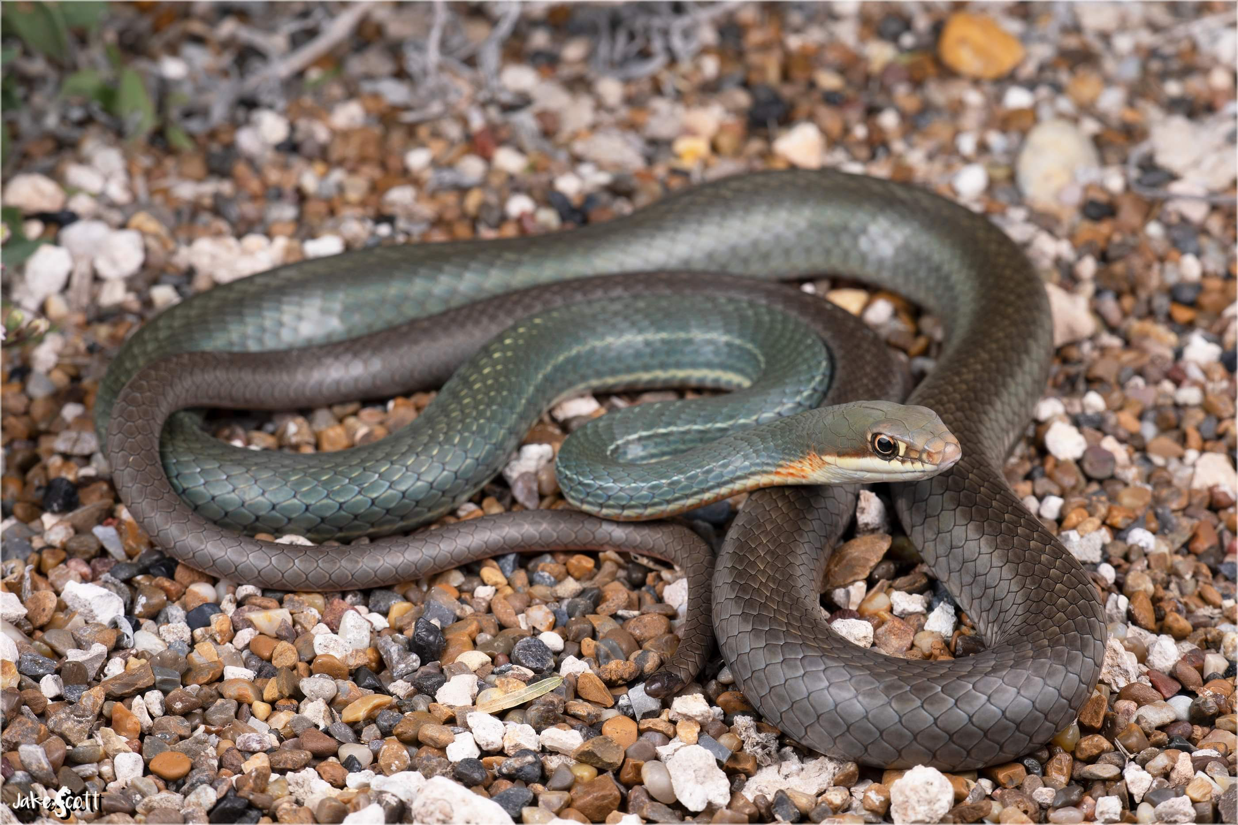 Ruthven’s Whipsnake.png