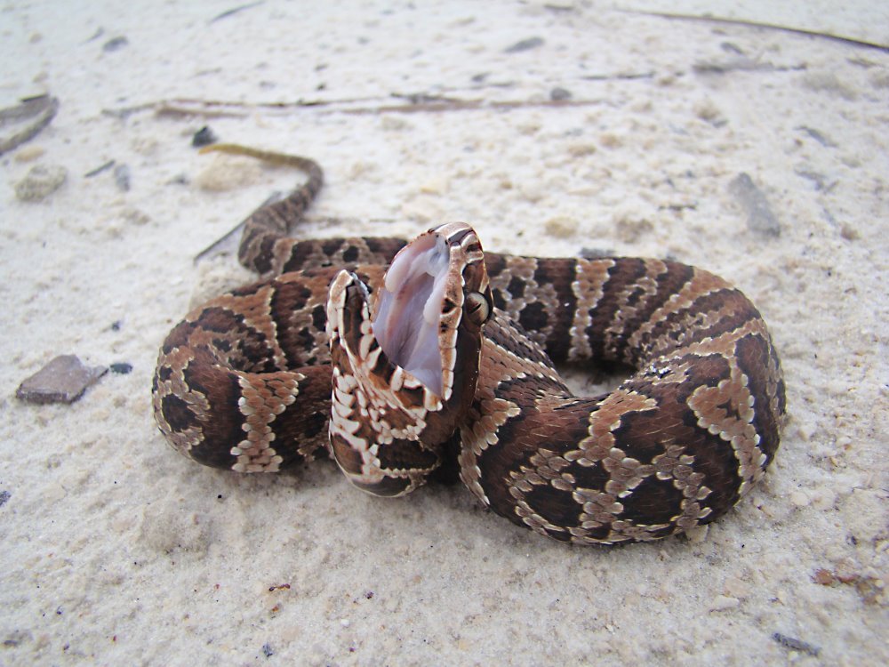 Cottonmouth Juvenile.jpg