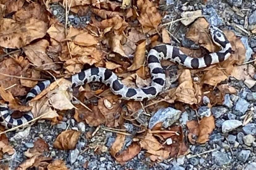 Eastern Milk Snake.JPG