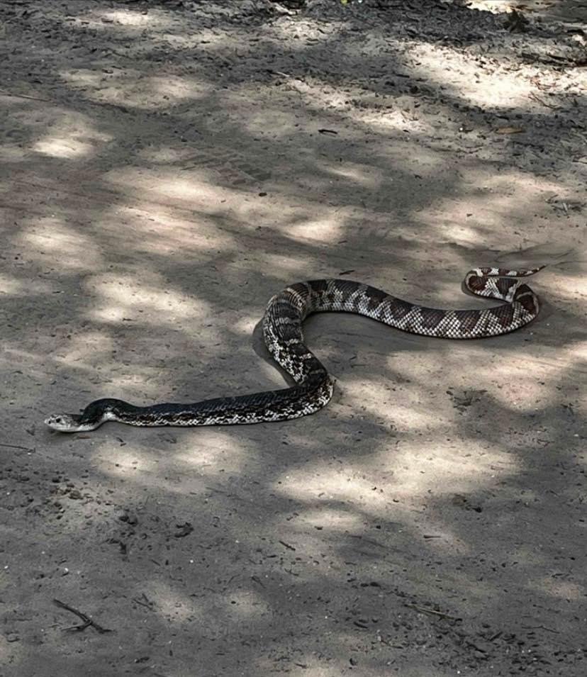 Florida Pine Snake.JPG