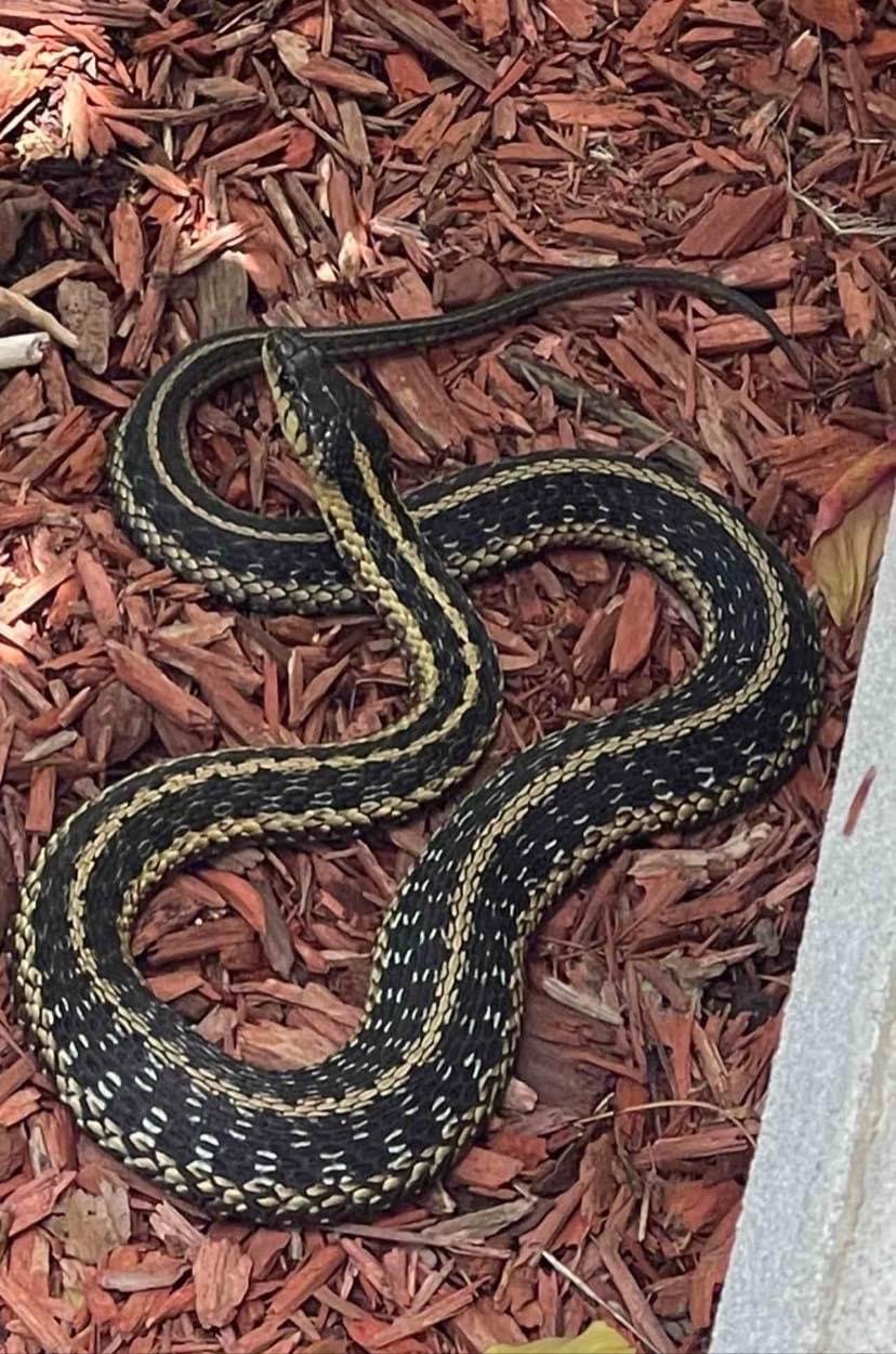 Garter Snake (1).JPG