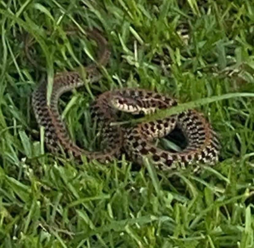 Garter Snake (3).JPG