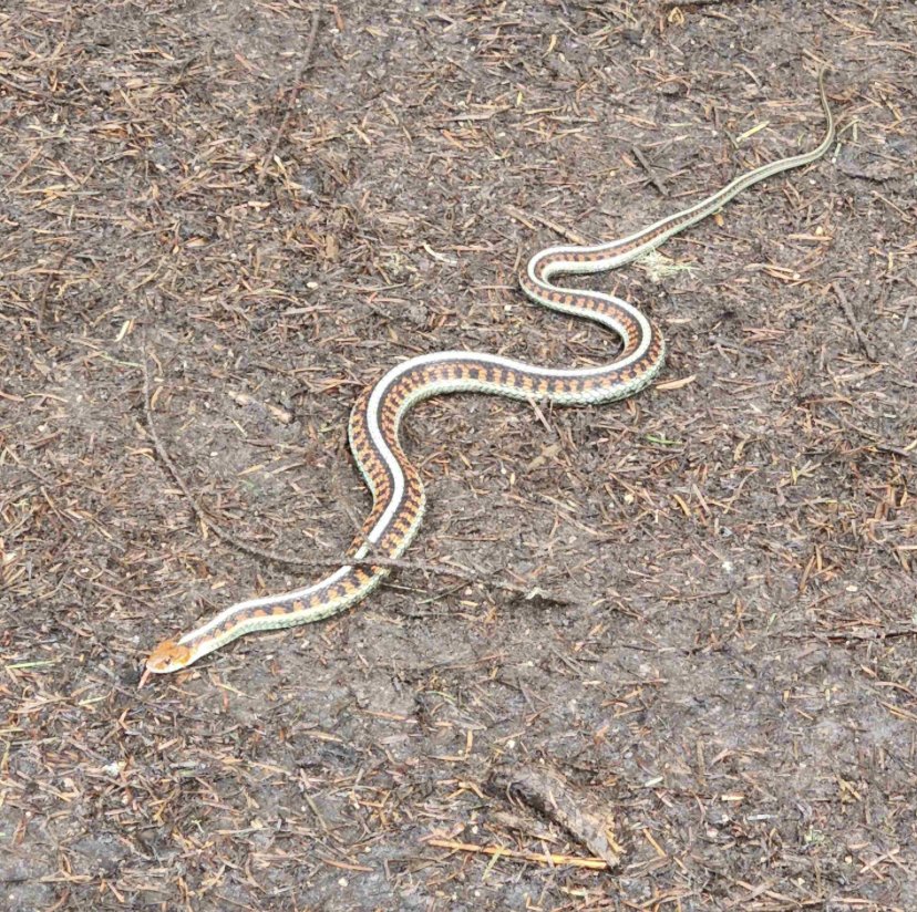 Garter Snake.jpg