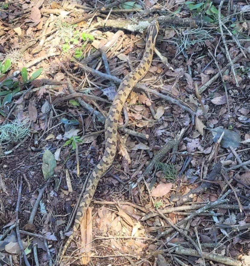 Hognose Snake (1).JPG